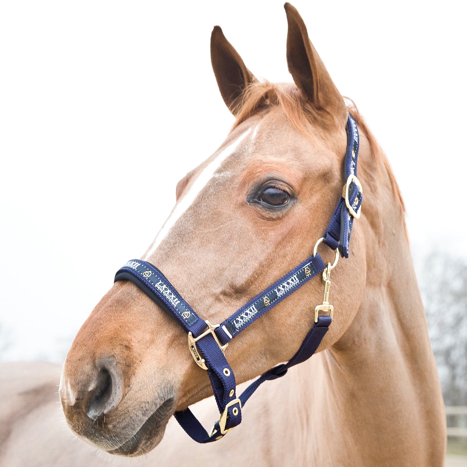 Horze Hamptons Halter Halters & Leads