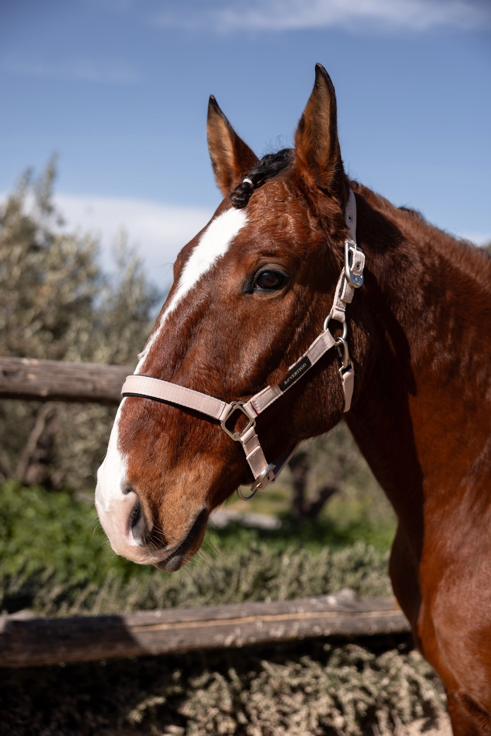 B Vertigo Hardwick Halter Halters & Leads