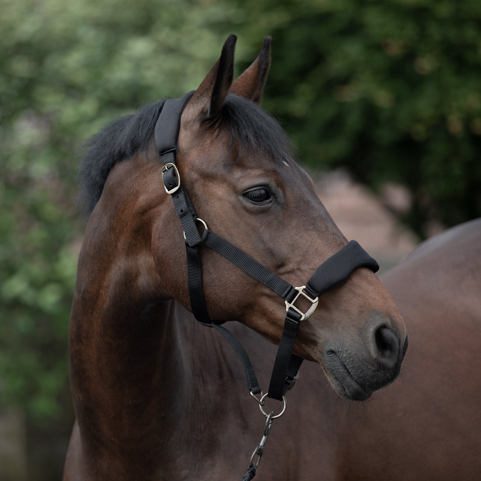 Horze Graz Halter Halters & Leads