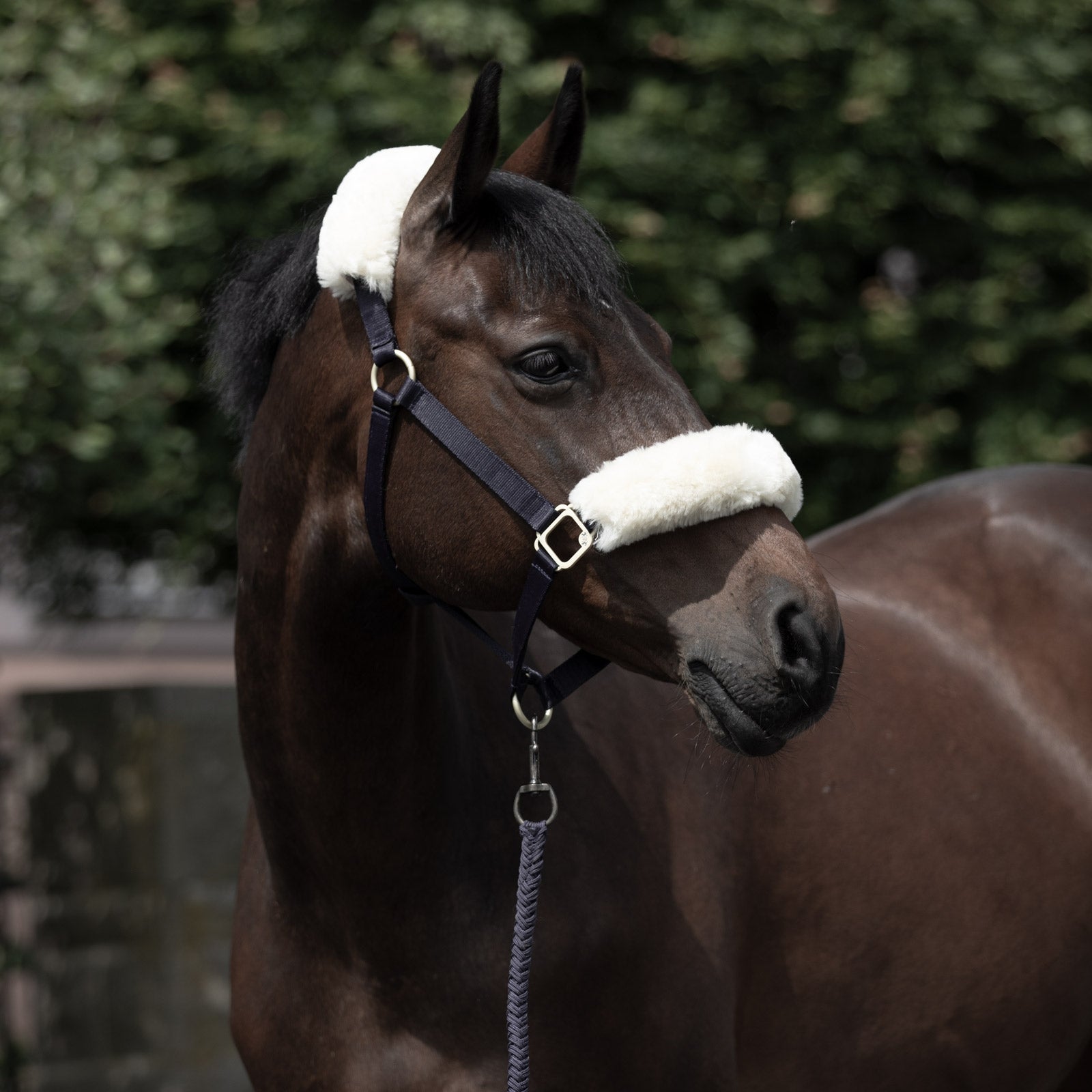 B Vertigo Laurier Halter with Sheepskin Halters & Leads