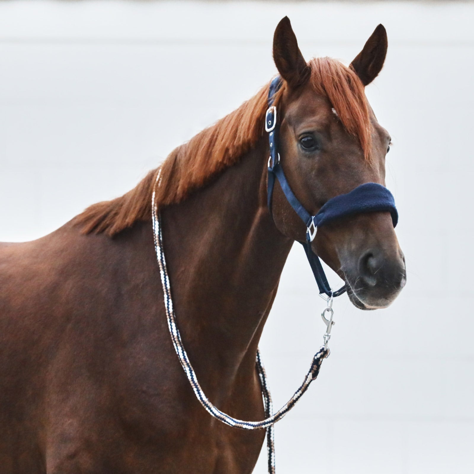 Horze Kiel Lead Halters & Leads