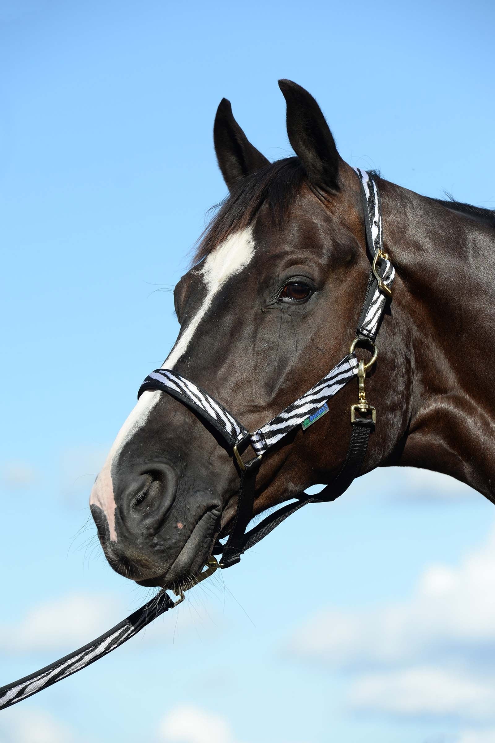 Bucas Dublin Bélelt Kötőfékhez Kötofékek & Vezetoszárak