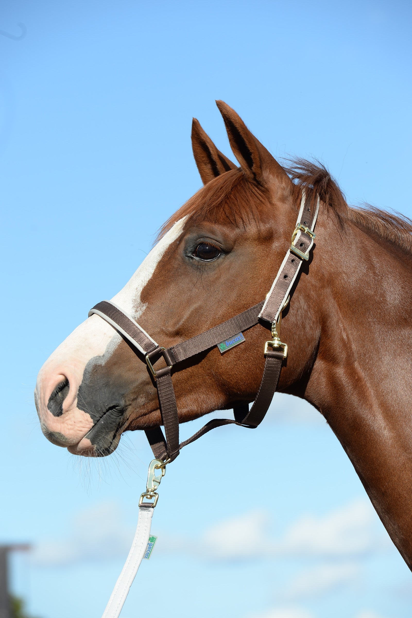 Bucas Dublin Bélelt Kötőfékhez Kötofékek & Vezetoszárak