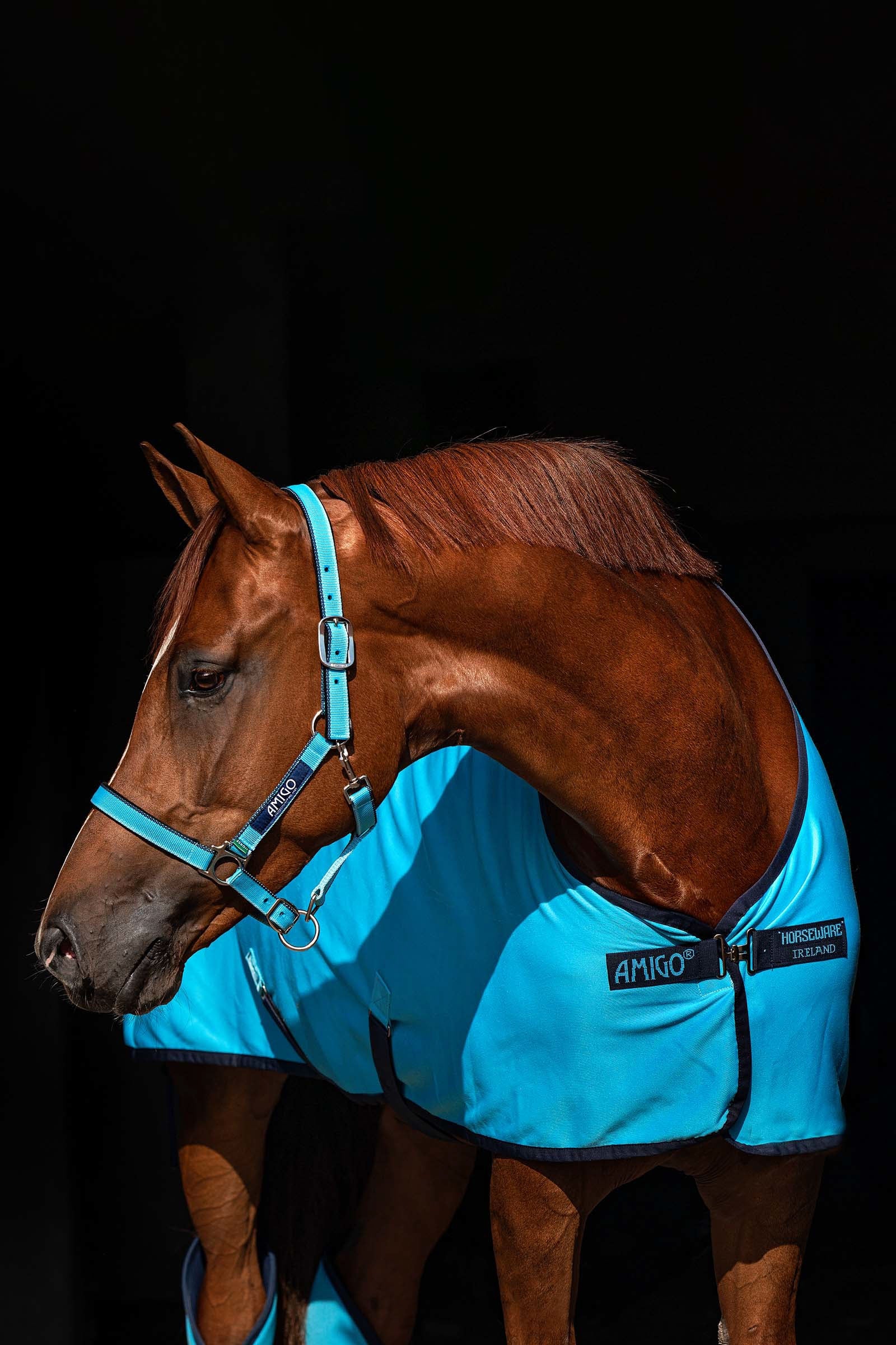 Horseware Amigo Fejgallér Kötofékek & Vezetoszárak