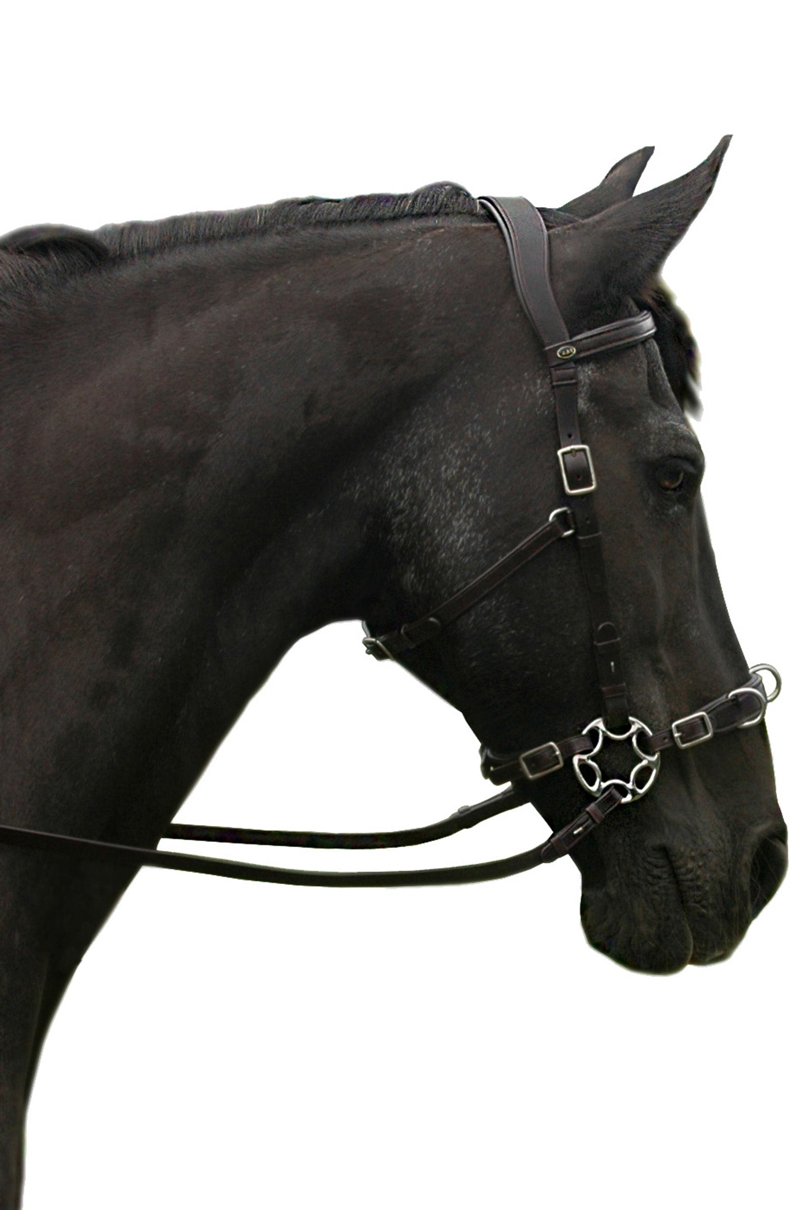 F.R.A. Freedom Riding Articles Caval Compl. Cavemore Bridle English Leather (Syst.2) Shire Bridles & Reins