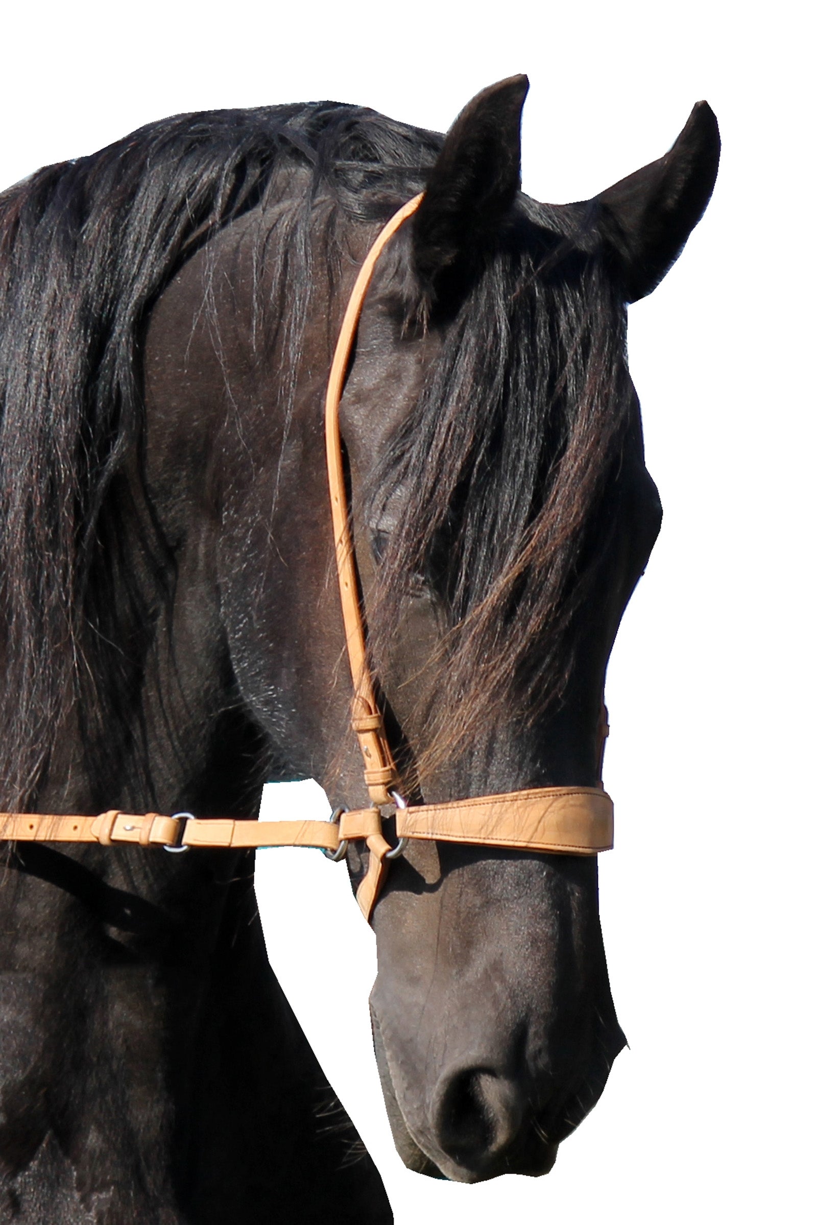 F.R.A. Freedom Riding Articles Lami Bitless kantár (4-es rendszer) Reins & Studhook Connecttel Kantárok & Szárak