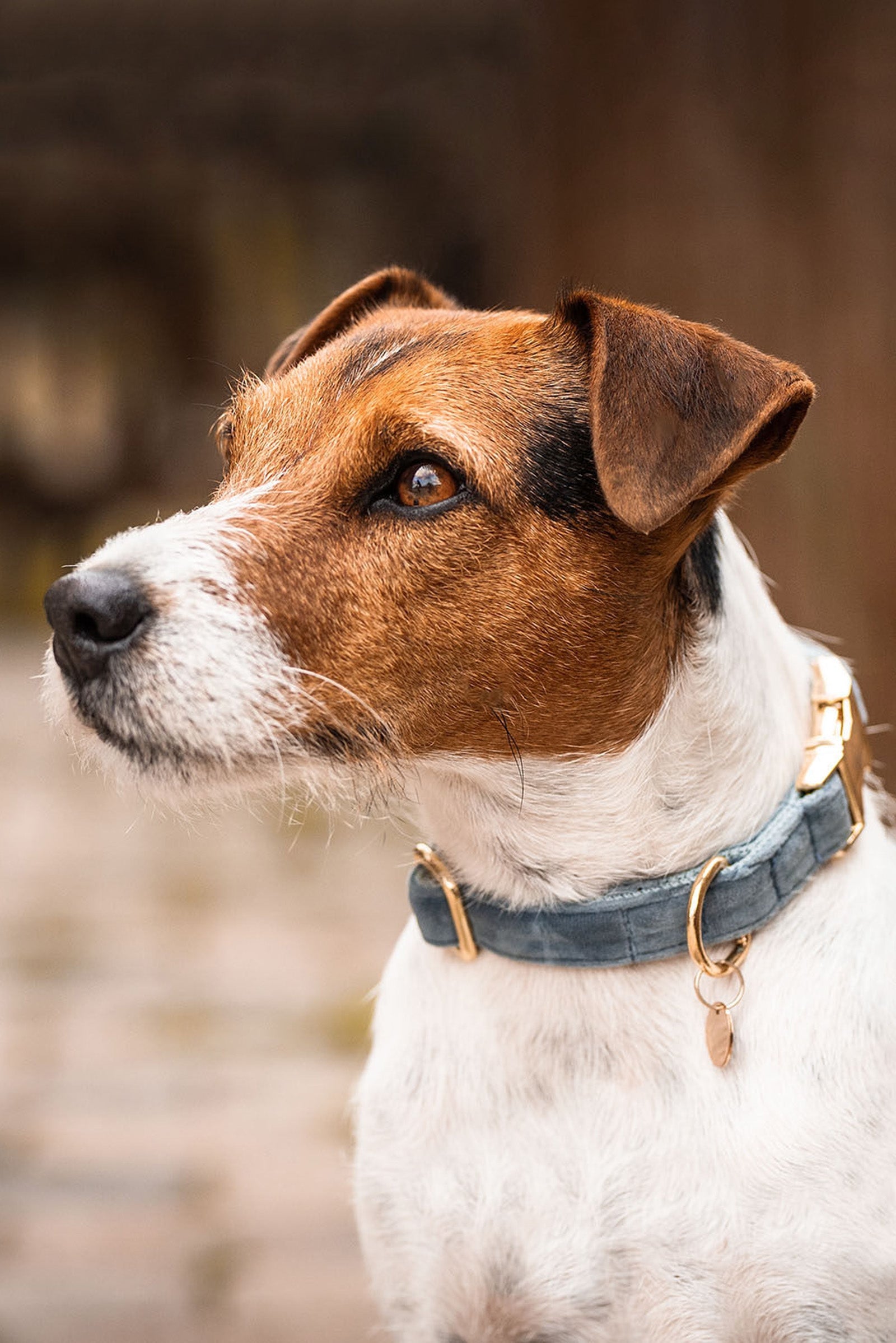Kentucky Dogwear Kutyanyakörv Bársony Kutya