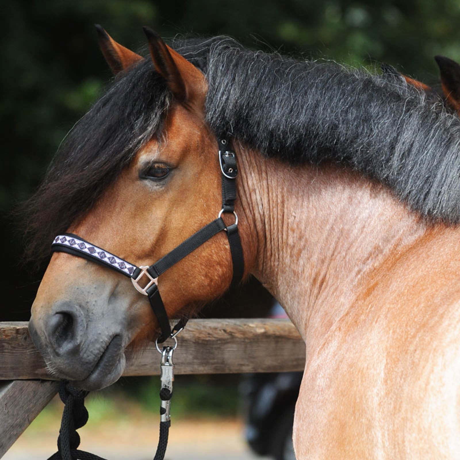 Kavalkade Draft Horse Classic kötőfék Kötofékek & Vezetoszárak