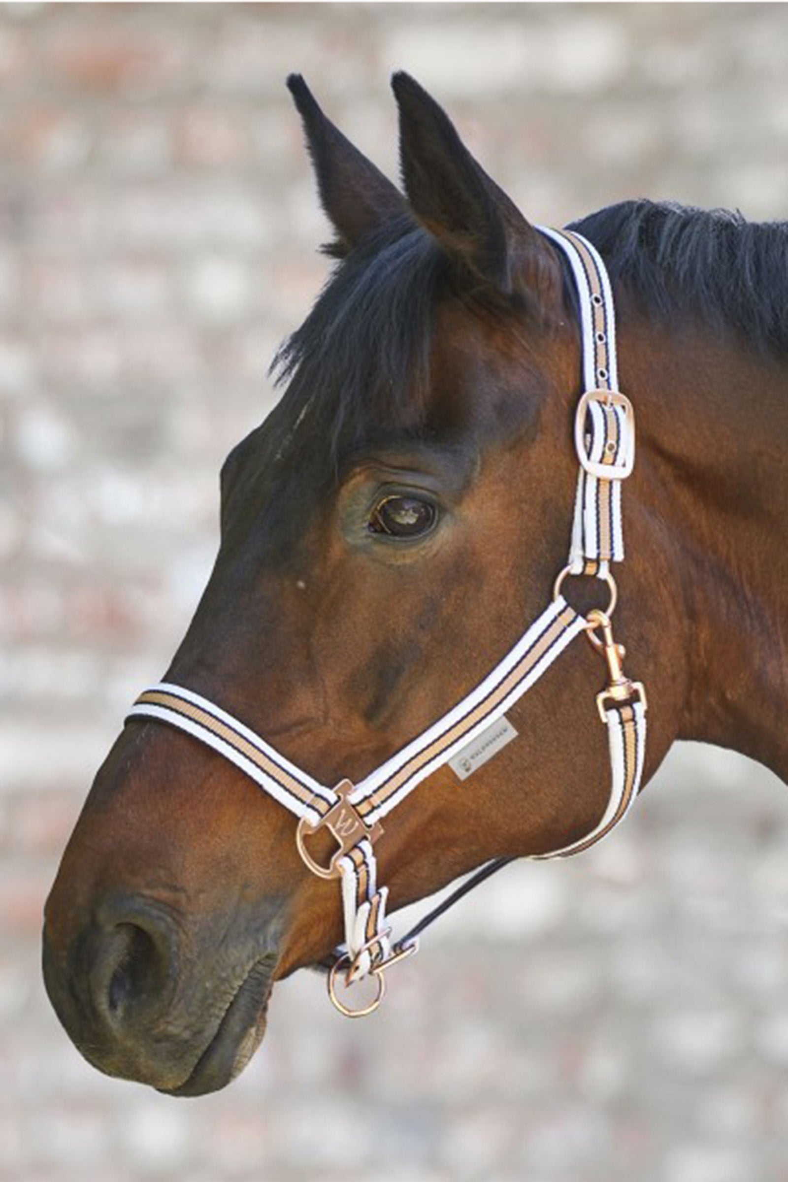 Waldhausen Shine Halter Kötofékek & Vezetoszárak