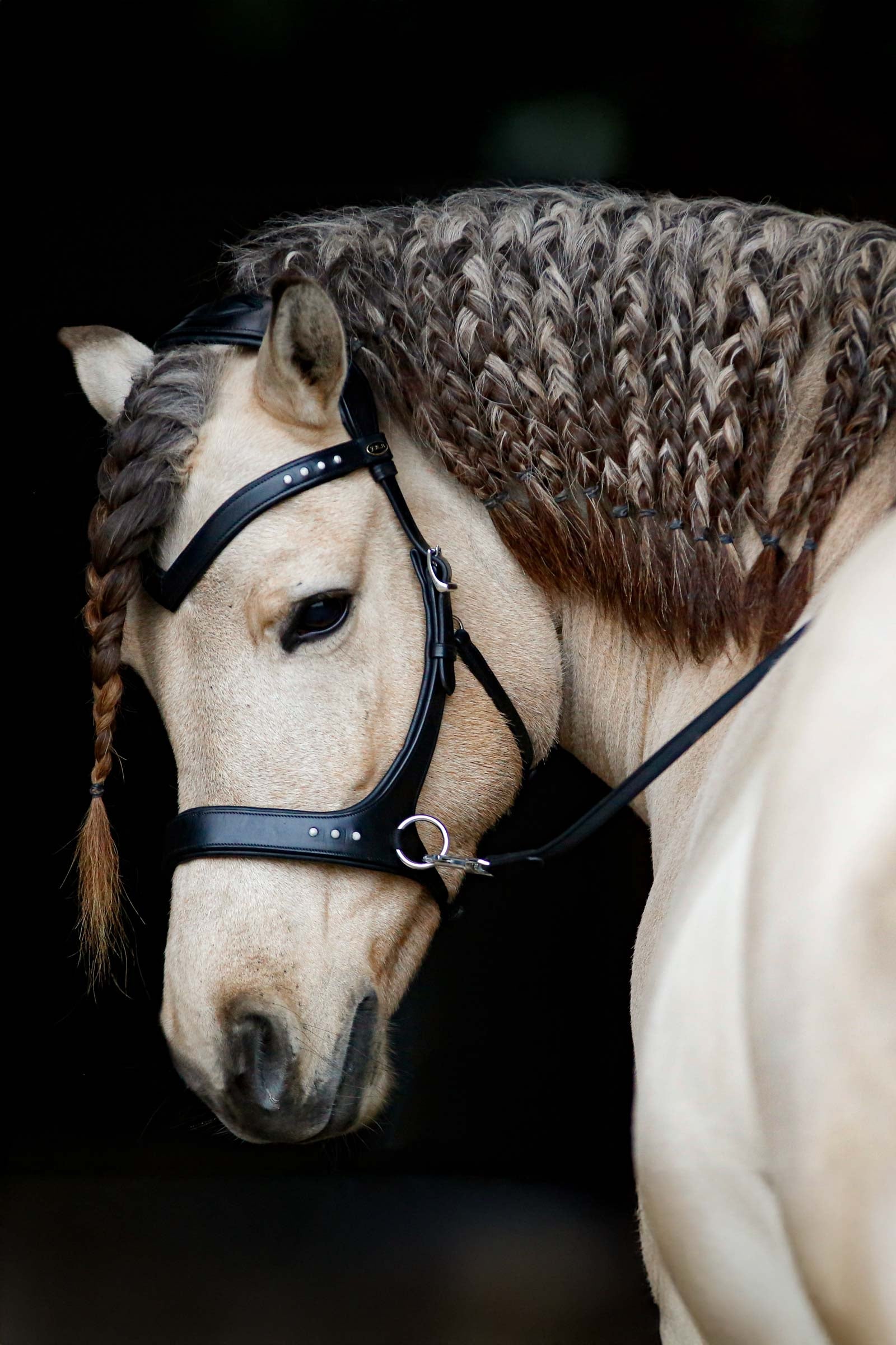 F.R.A. Freedom Riding Articles Glory Sidepull With Reins (System 3), black Bridles & Reins