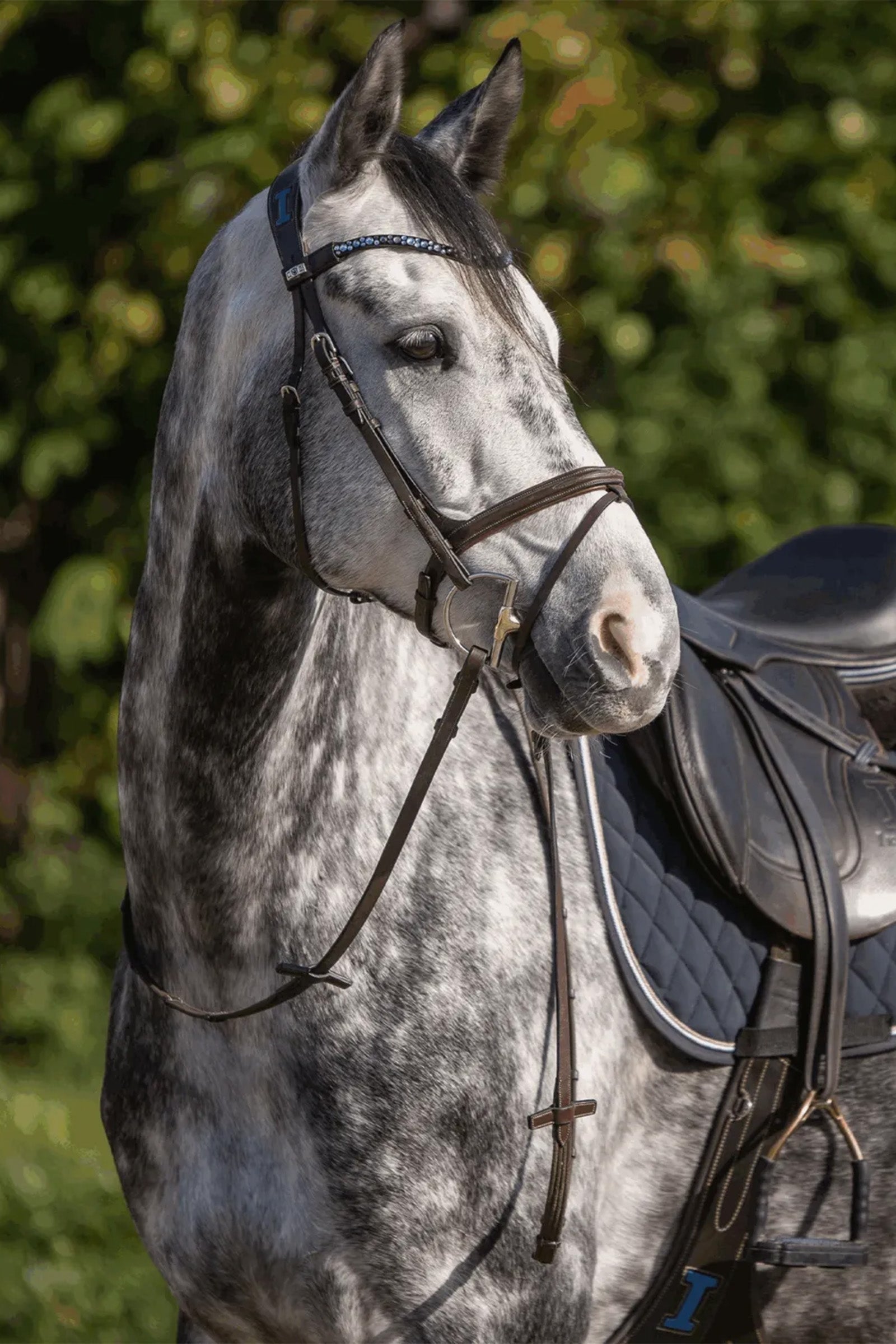 Sprenger Dynamic RS Sensogen Bit 14 mm Horse Bits