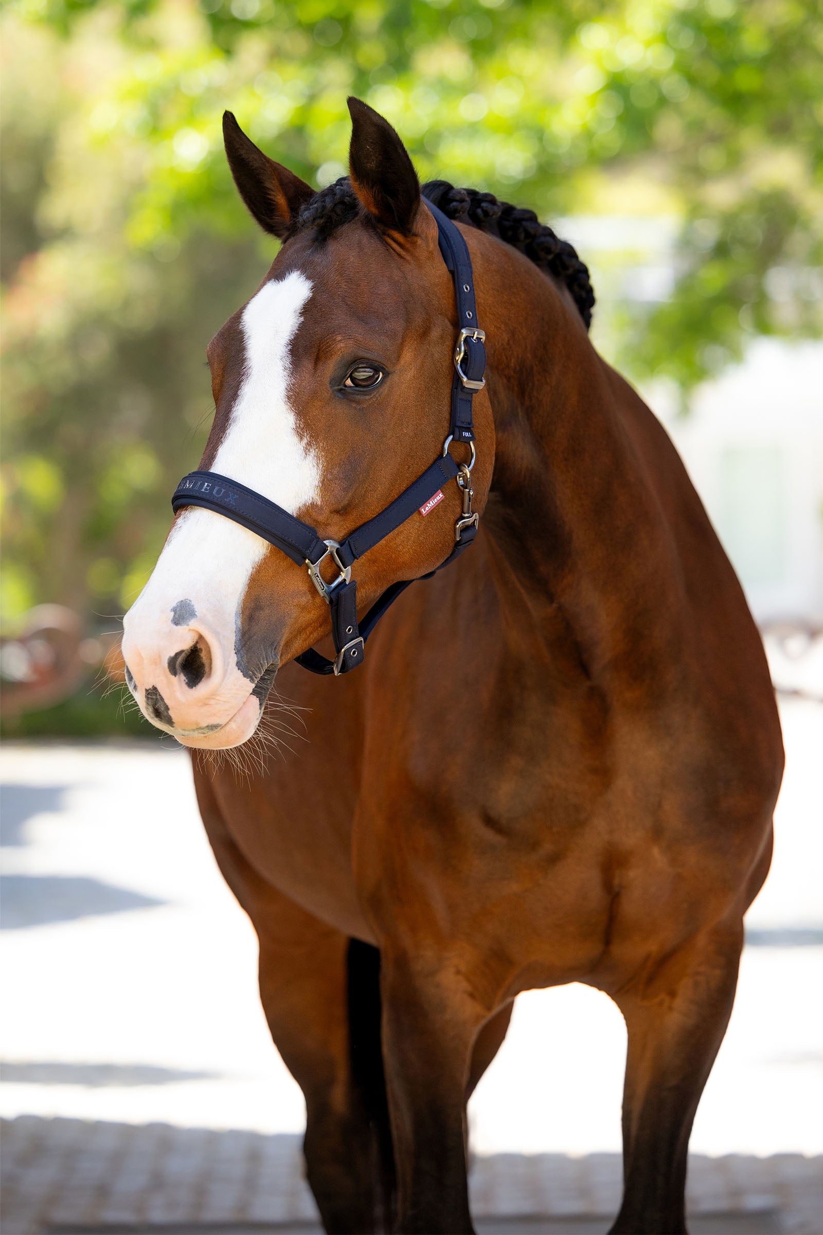 LeMieux Essence Headcollar Halters & Leads