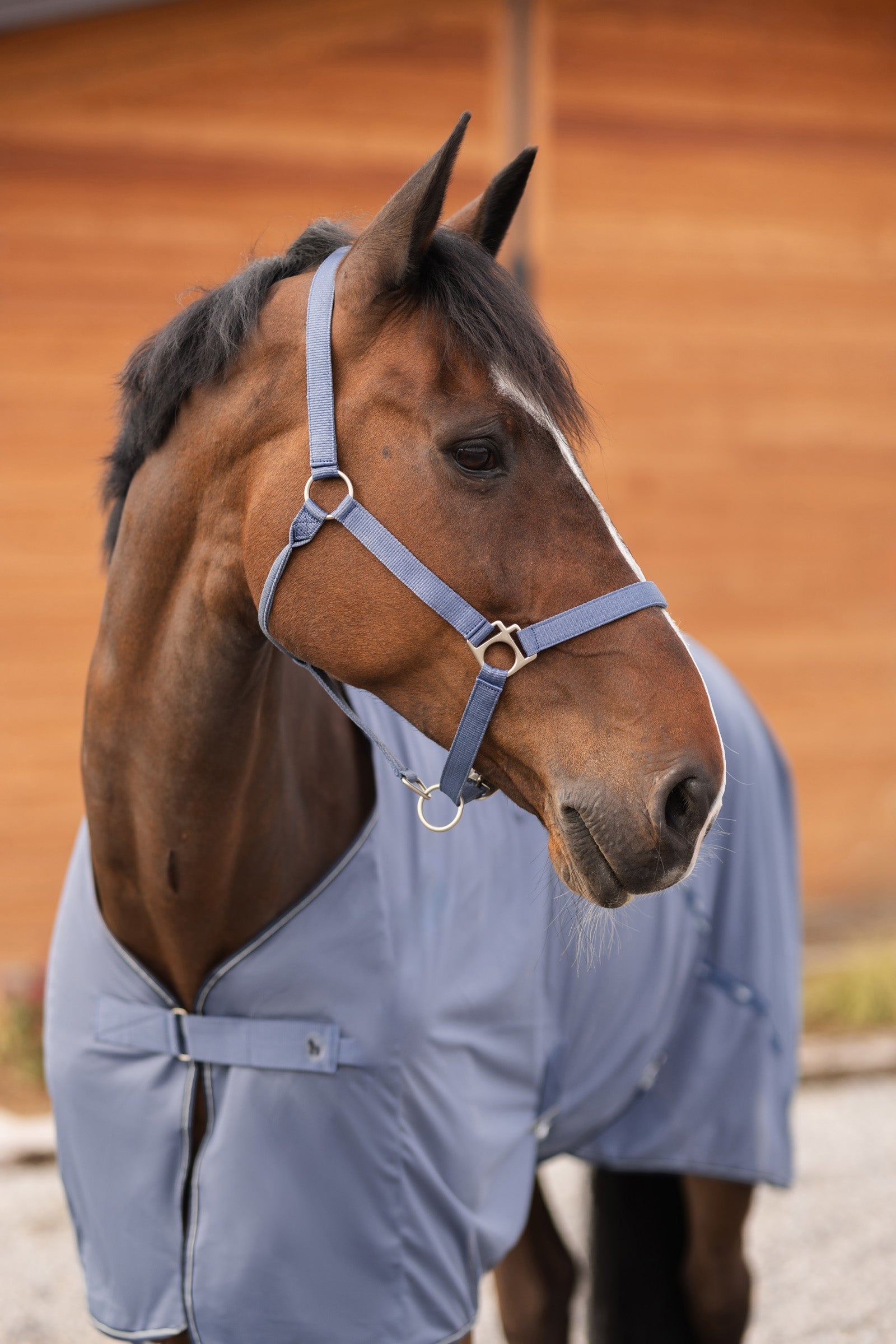 Horze Rose Tonique Halter Halters & Leads