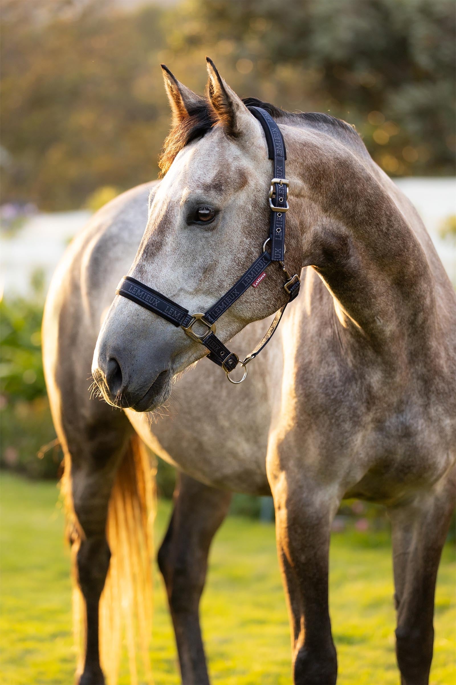 LeMieux Logo Headcollar Halters & Leads