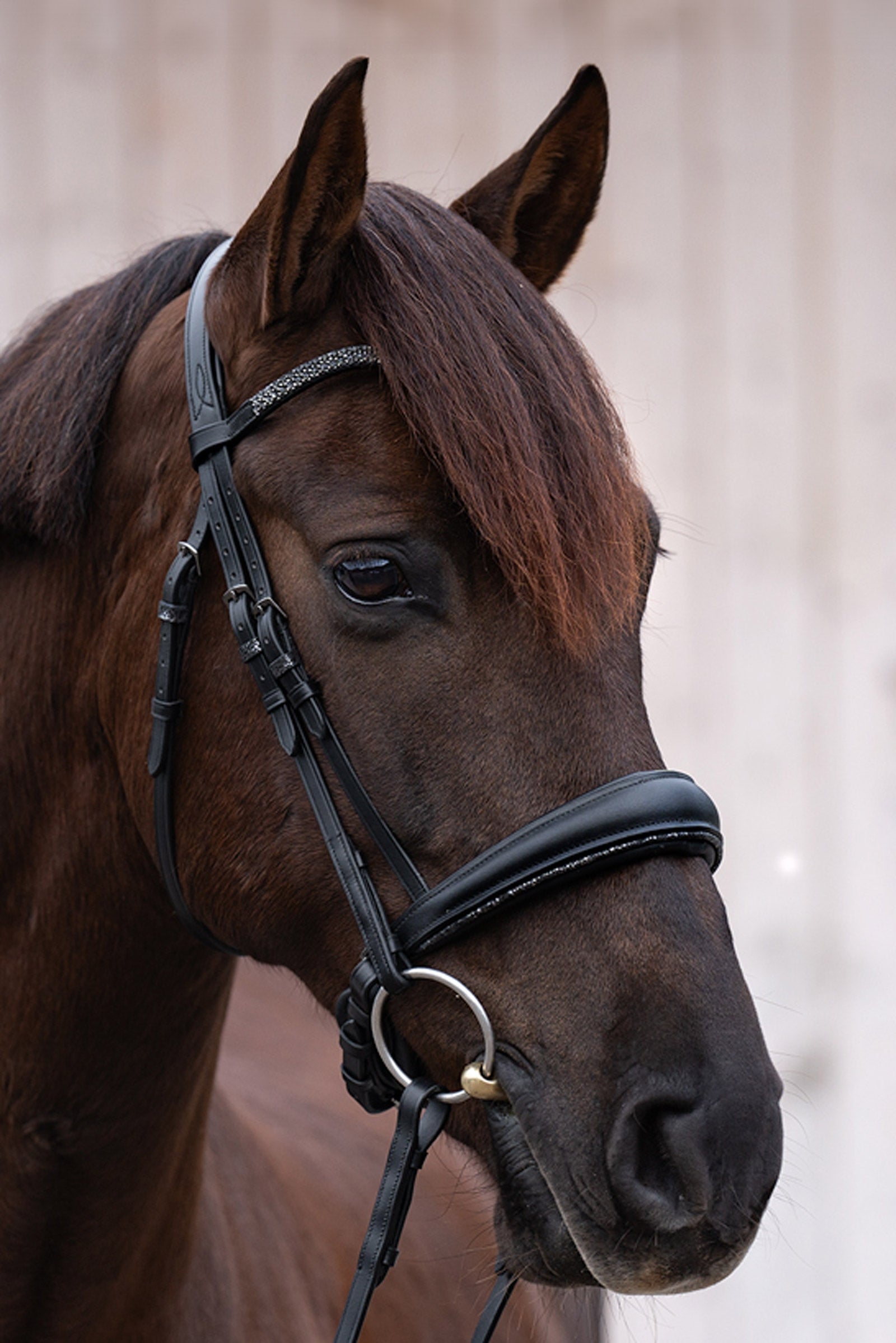 Kavalkade Victoria Bridle Bridles & Reins