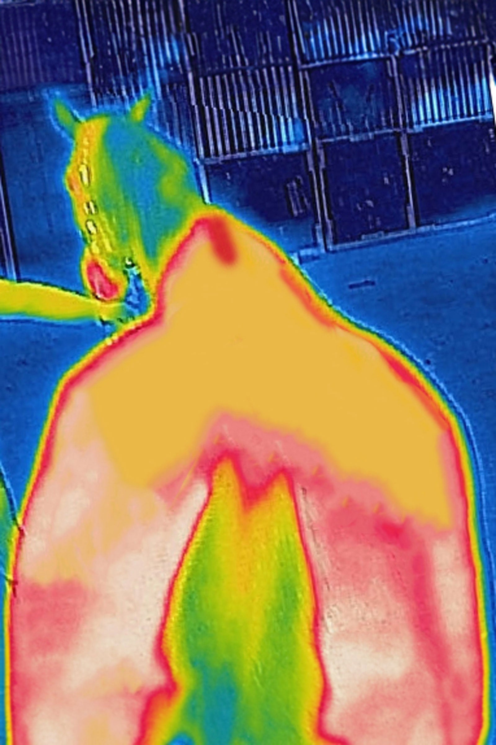 Bucas Therapy Turnout Rug, 150g Horse Rugs