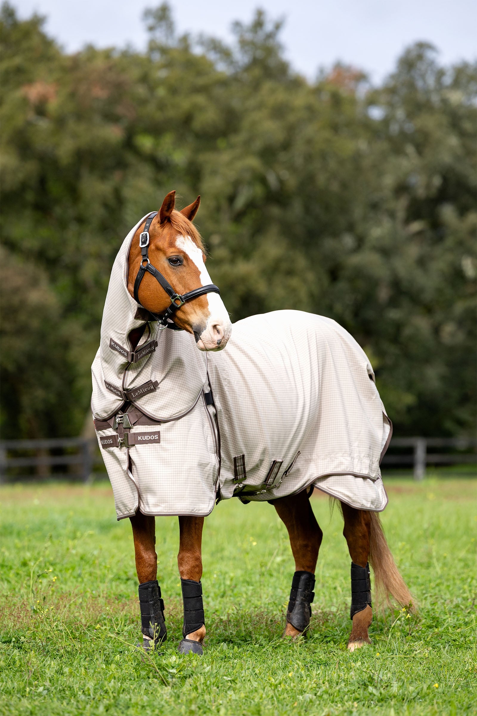 LeMieux Kudos Field Rug Horse Rugs