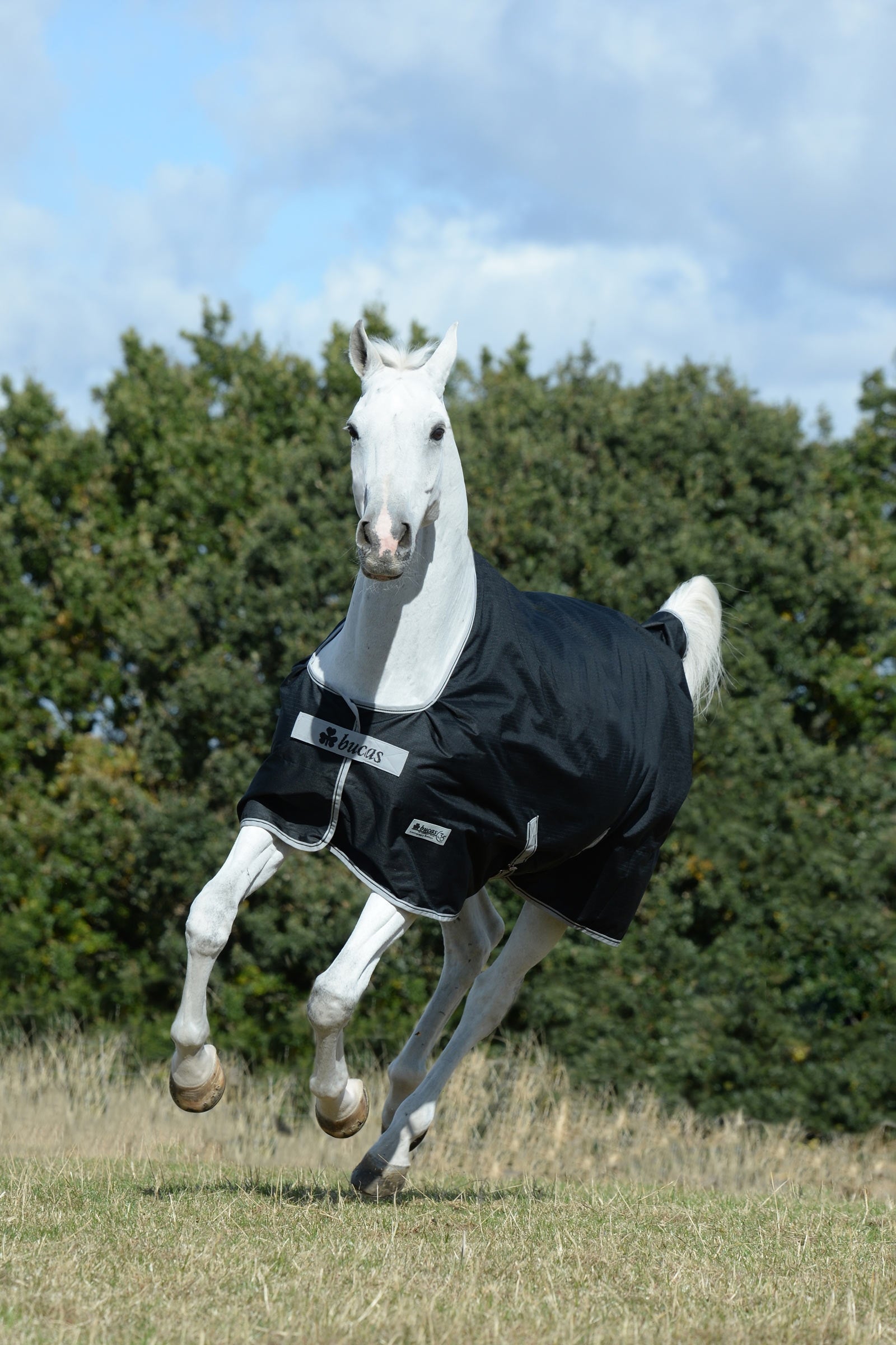 Bucas Anniversary SD Light Rain Turnout Rug, 0g Horse Rugs