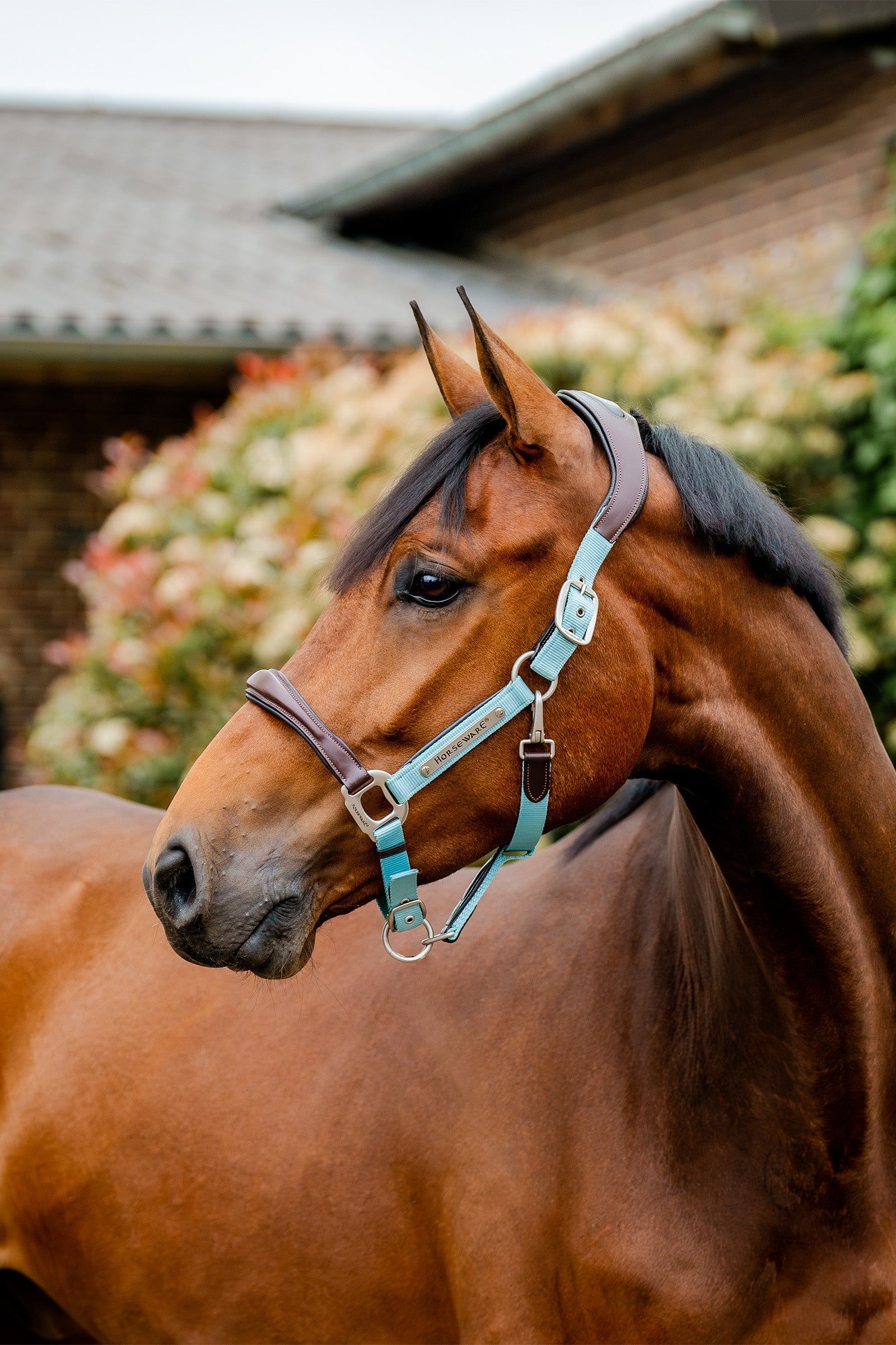 Horseware Signature Show Halter Kötofékek & Vezetoszárak