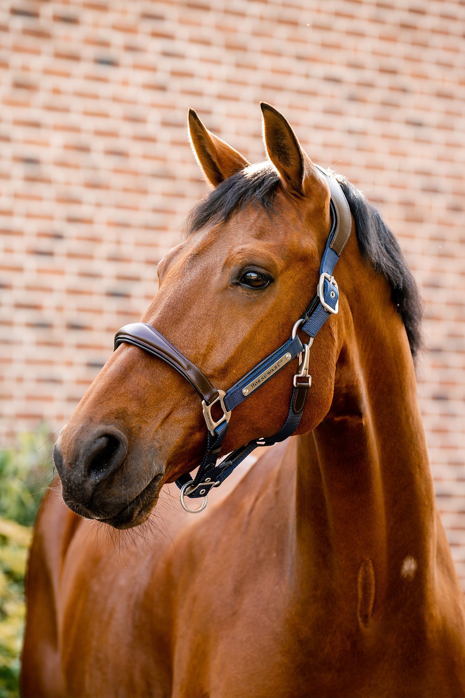 Horseware Signature Show Halter Kötofékek & Vezetoszárak