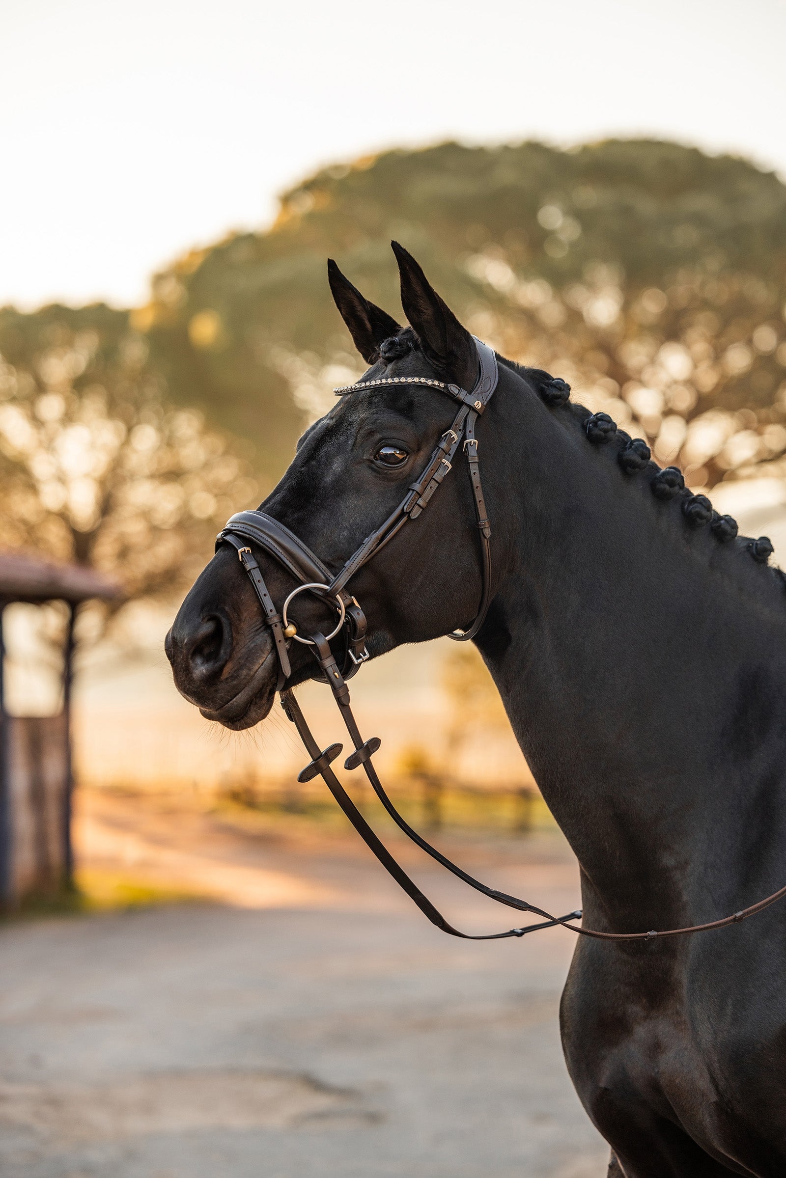 Horze Lockhart Anatomic Bridle Bridles & Reins