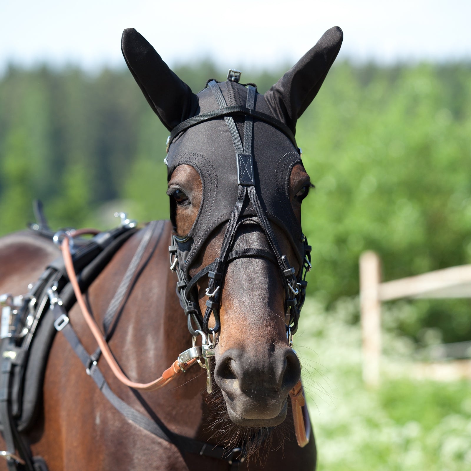 Finntack Pro Synthetic Race Hood with Ears Racing Tack