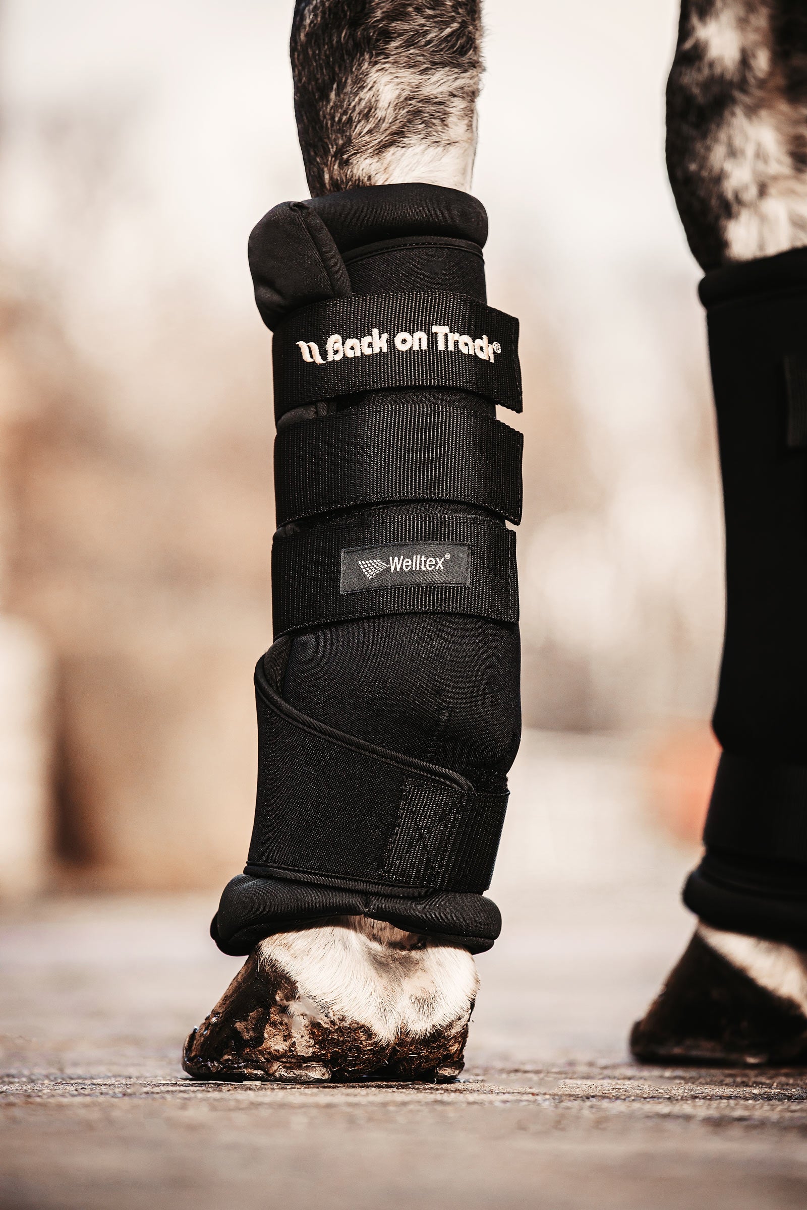 Back on Track Vissza a pályára Gyors Royal Leg Pakolások Leg Protection & Hoof Protection for Horses