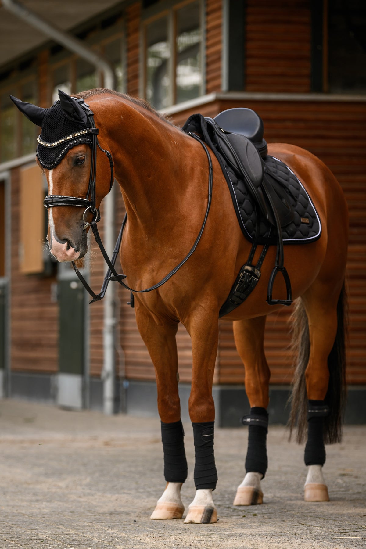 Cavallo CAVALJETTY Ear Net Saddle Pads