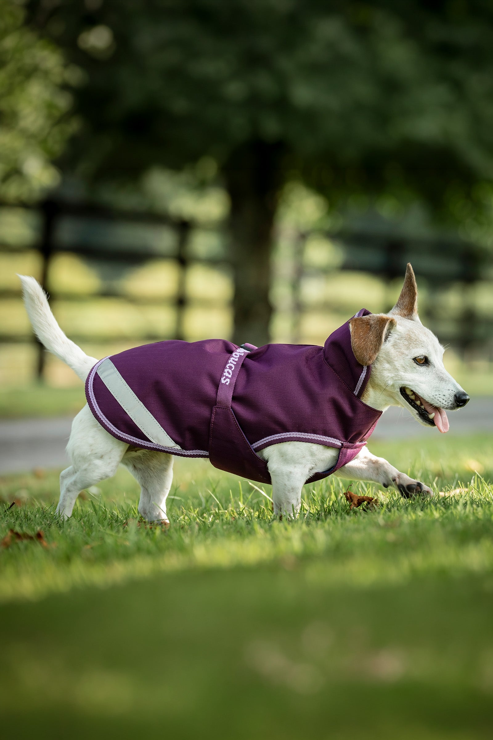 Bucas Freedom Dog Rug, 300g (50-75 cm) Dog Accesories