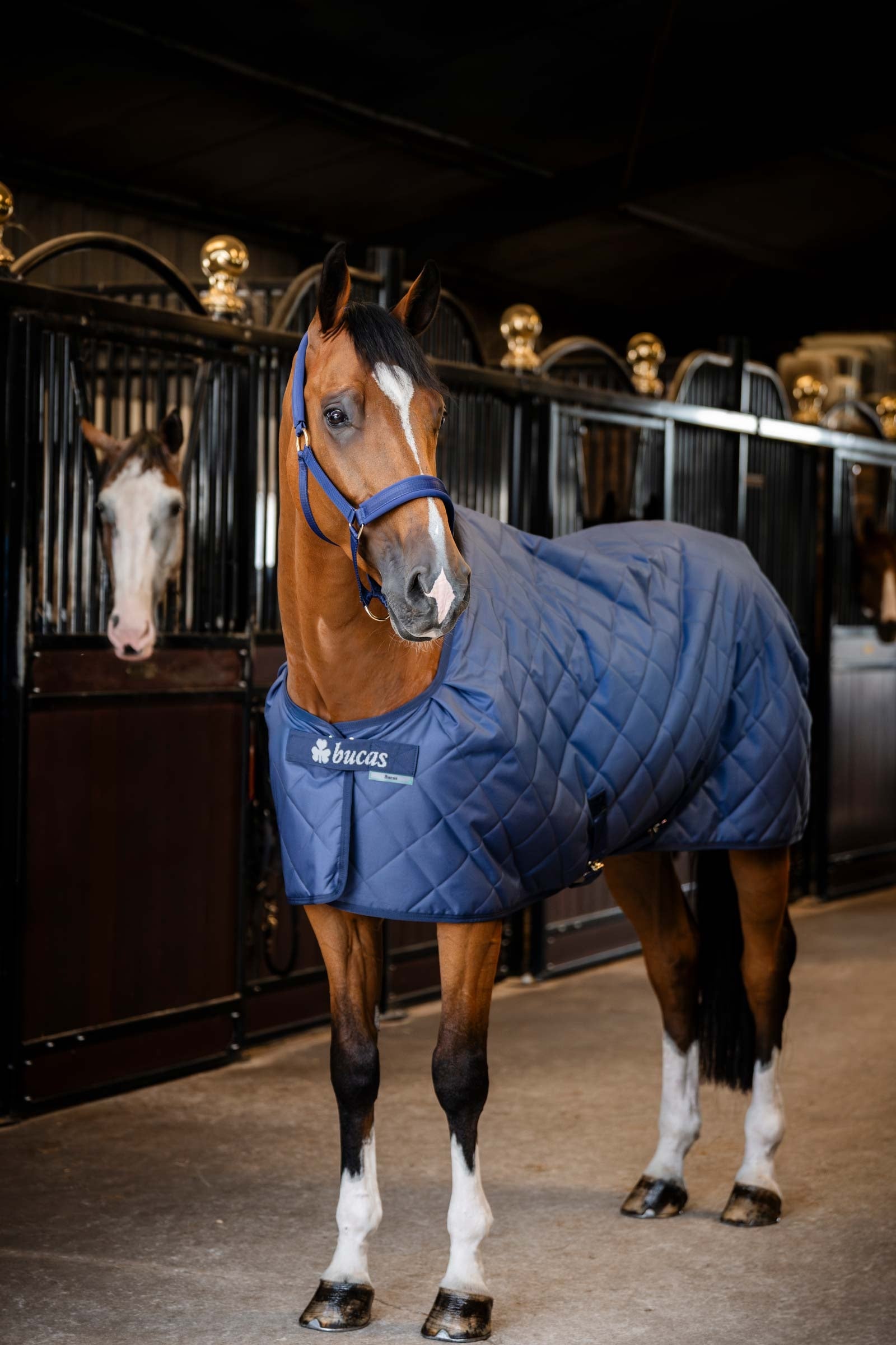 Bucas Cosy Stable Rug Horse Rugs