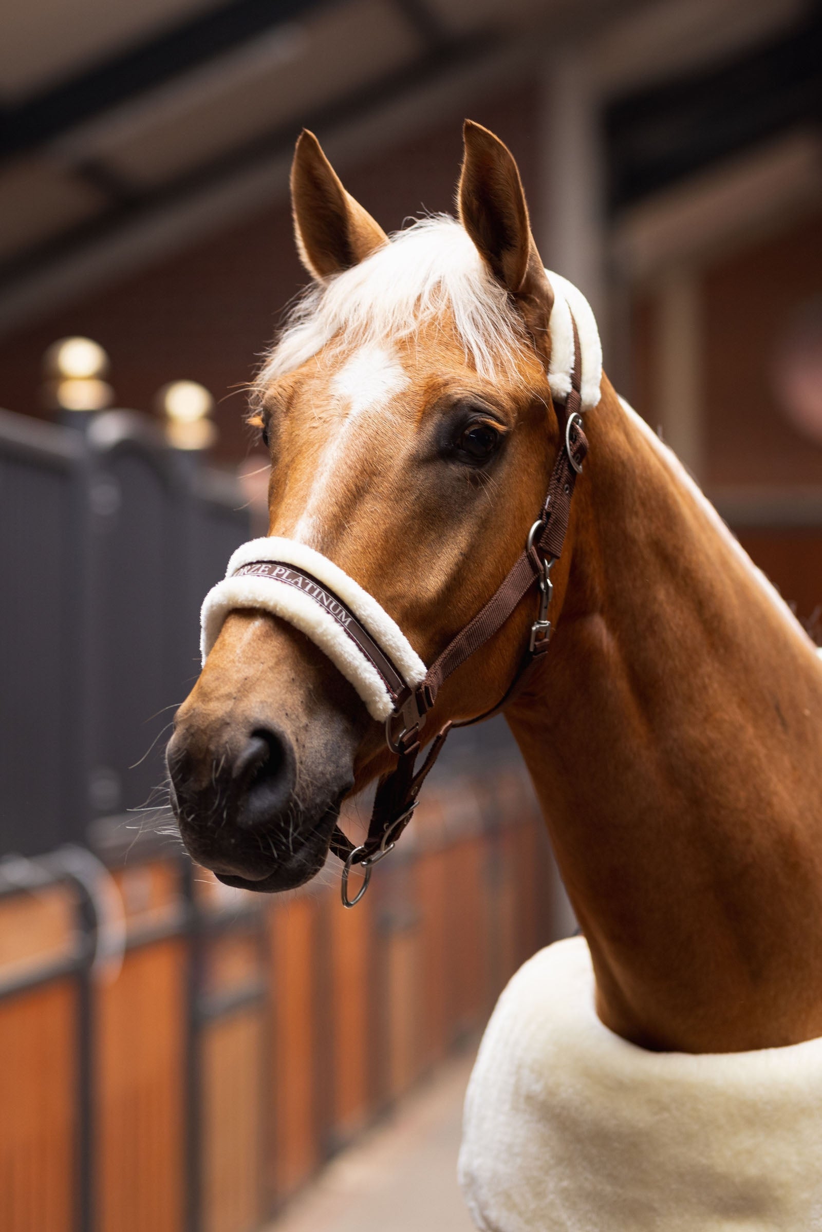 Horze Howard Halter Halters & Leads