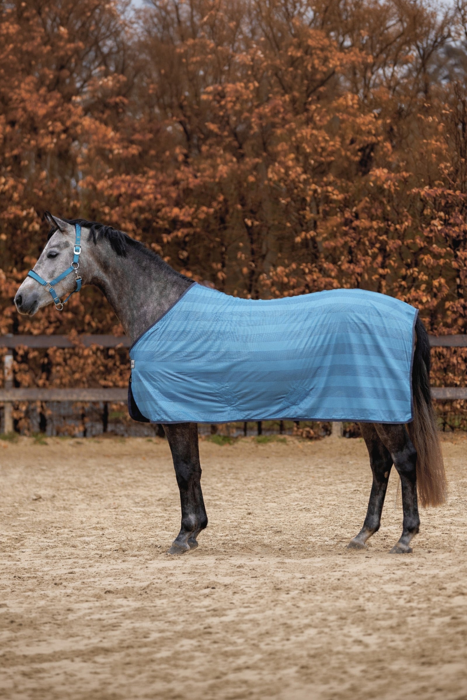 Kavalkade Stripe Fly Rug Horse Rugs
