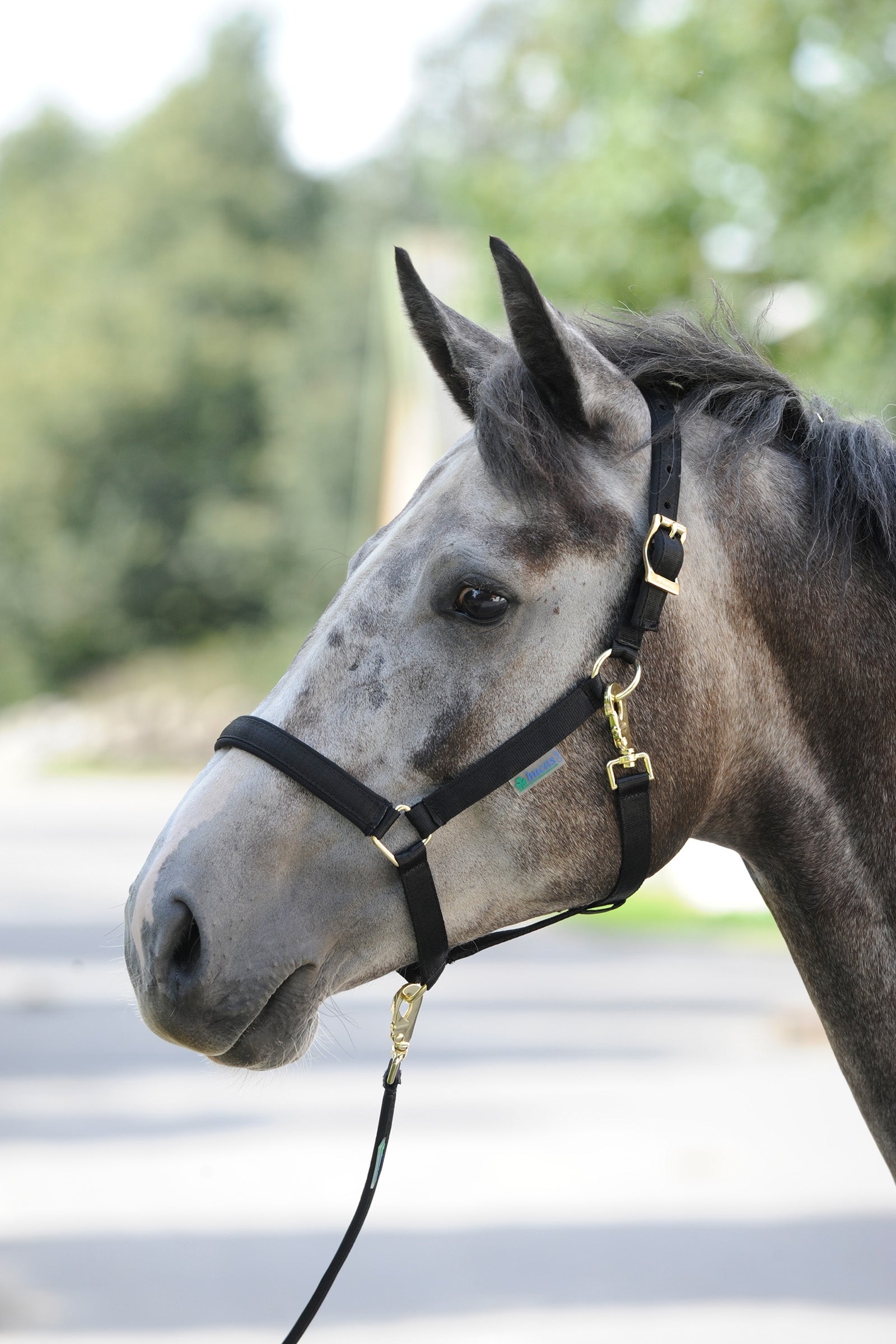 Bucas Dublin Bélelt Kötőfékhez Kötofékek & Vezetoszárak