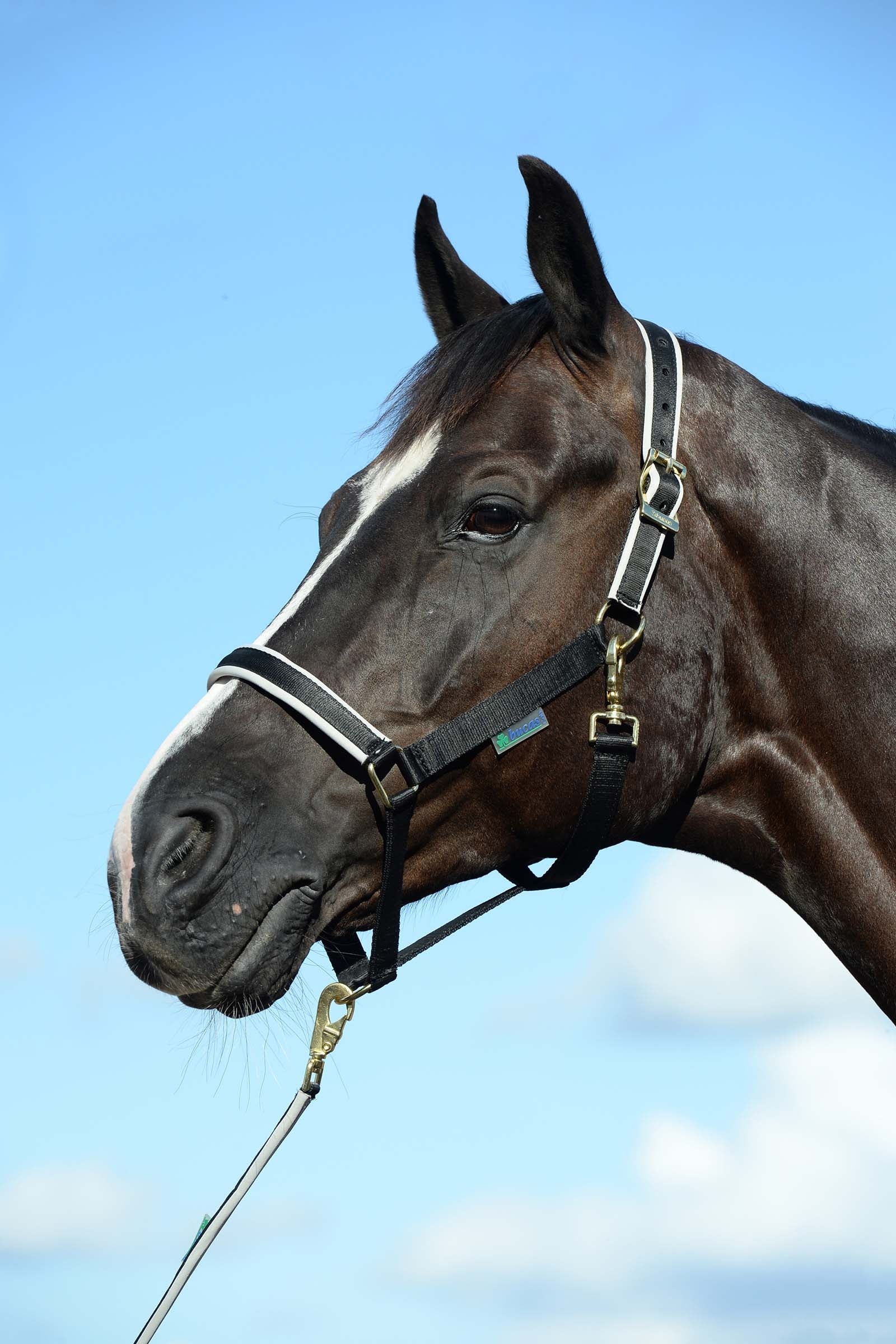 Bucas Dublin Bélelt Kötőfékhez Kötofékek & Vezetoszárak