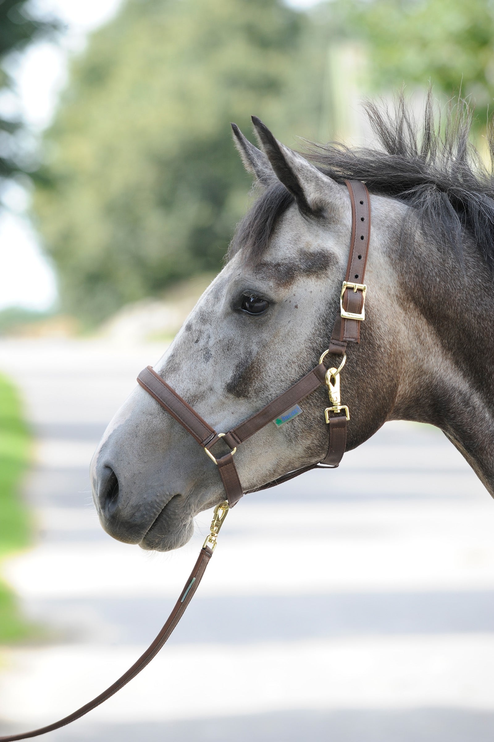 Bucas Dublin Bélelt Kötőfékhez Kötofékek & Vezetoszárak