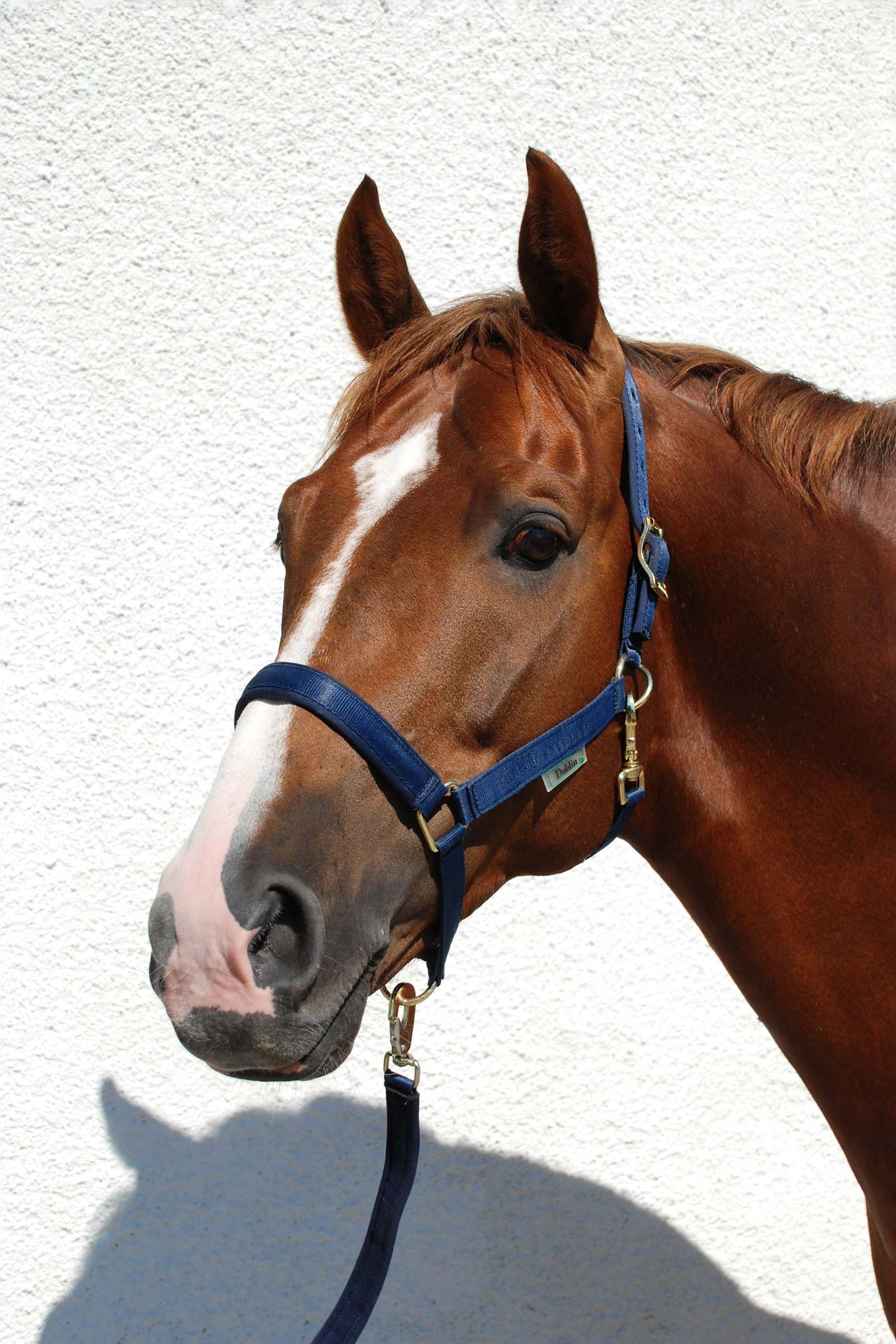 Bucas Dublin Bélelt Kötőfékhez Kötofékek & Vezetoszárak