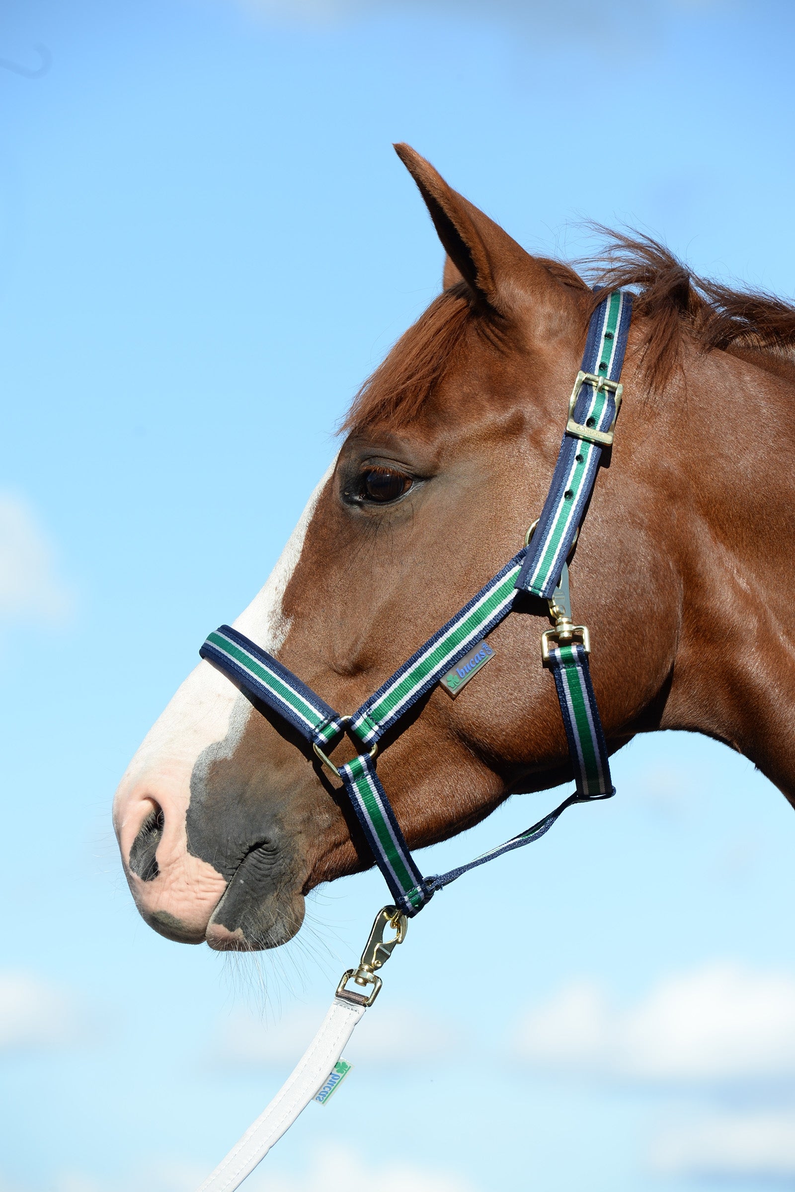 Bucas Dublin Bélelt Kötőfékhez Kötofékek & Vezetoszárak