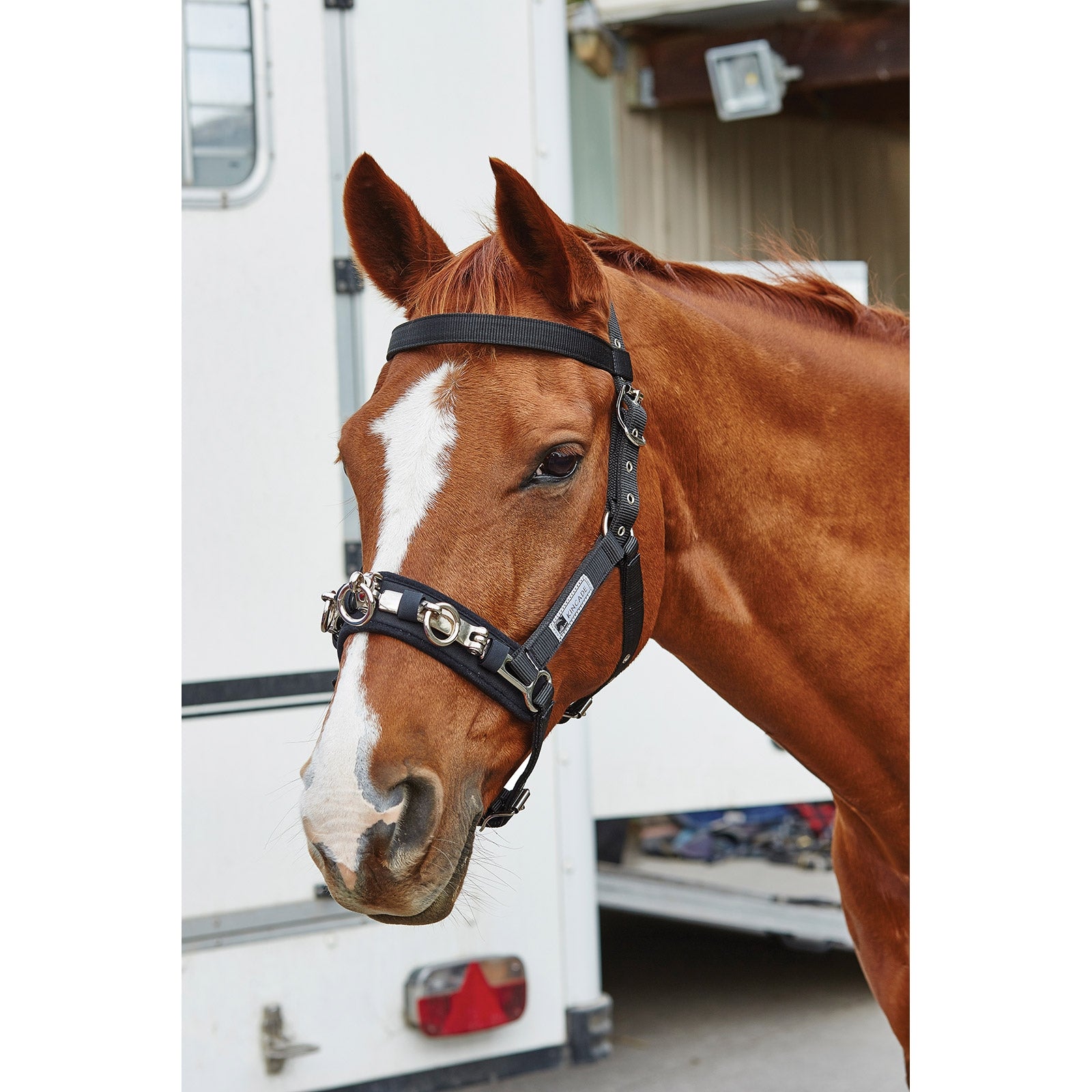 Kincade Coordinate Lunge Cavesson Lókiképzés