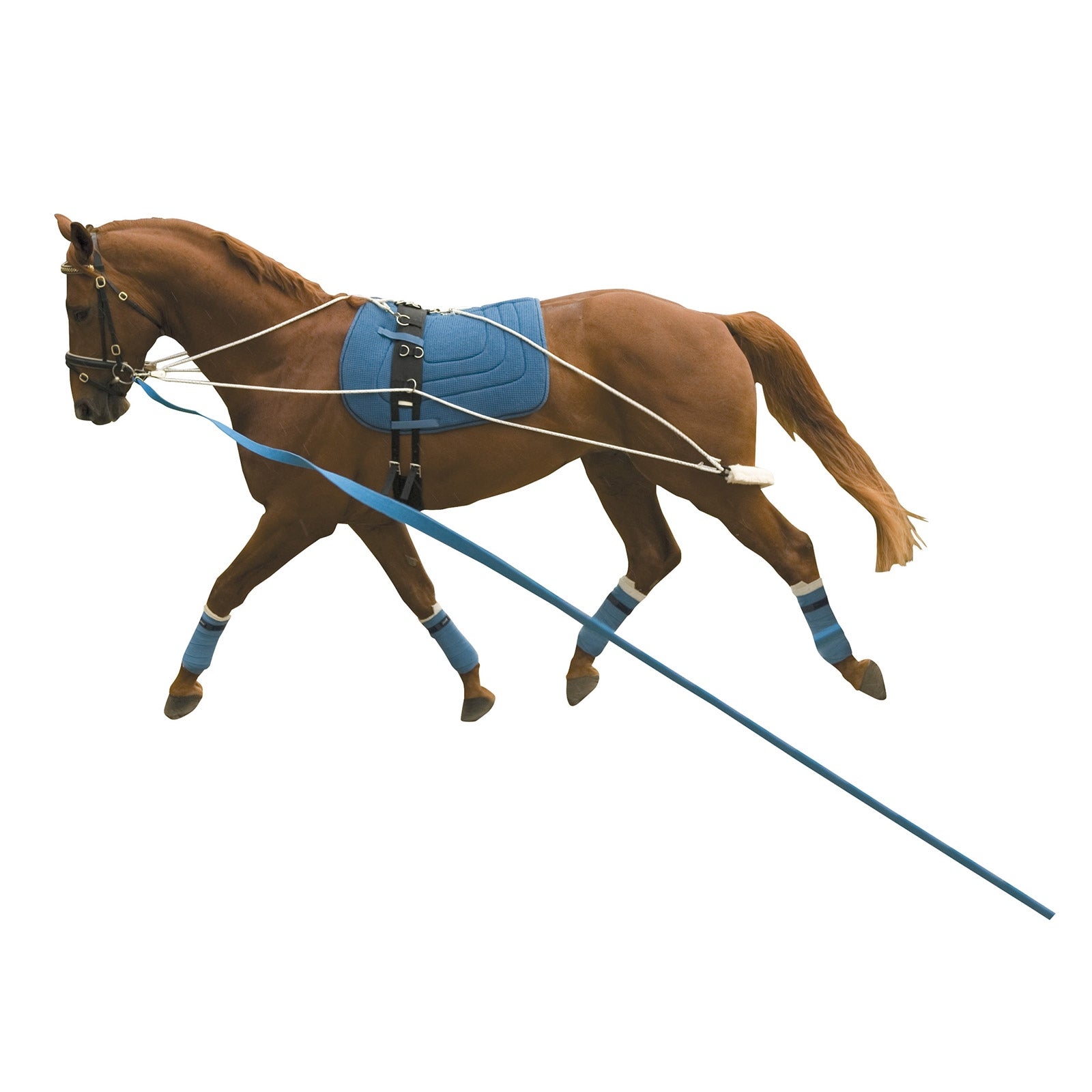 Kincade Lunging Training System Horse Training