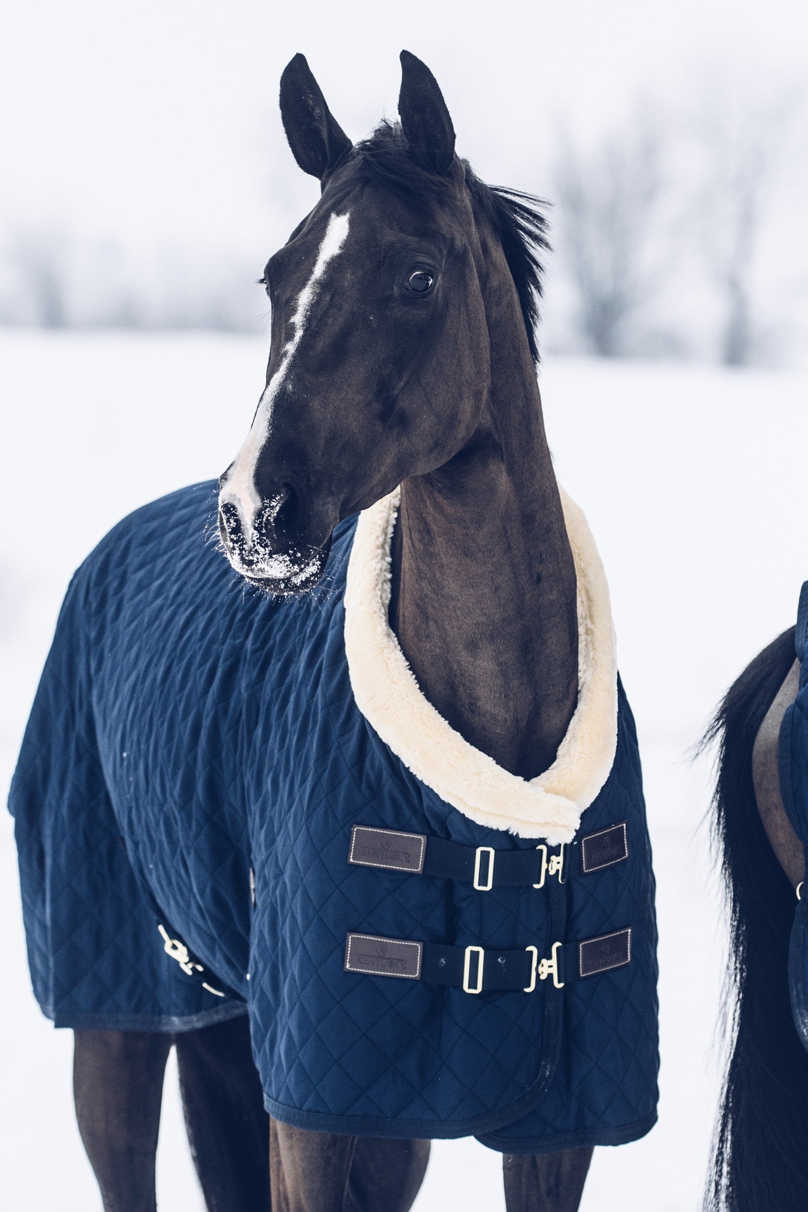 Kentucky Horsewear Show Rug, 160g Horse Rugs