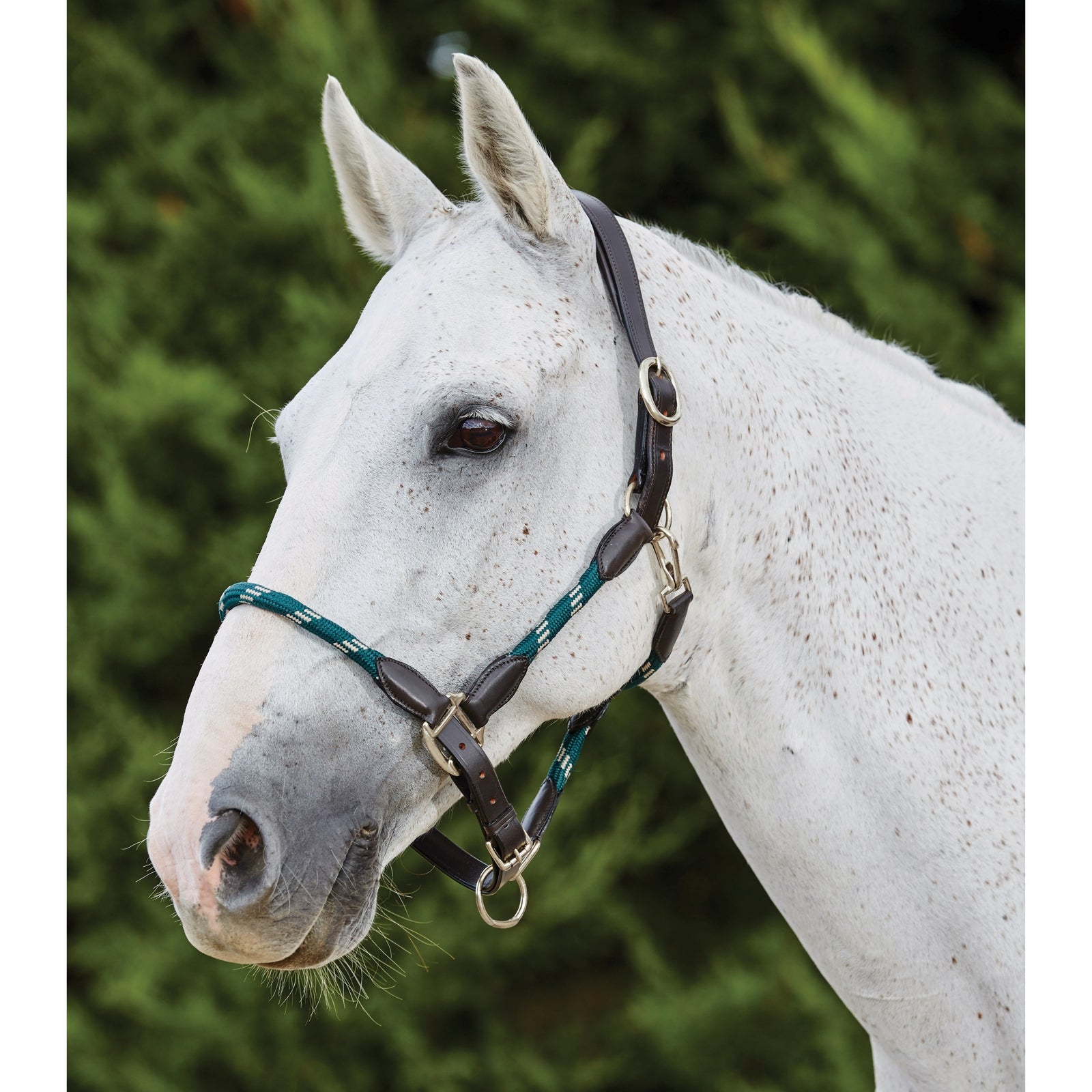 Kincade bőr kötél fejgallér Kötofékek & Vezetoszárak
