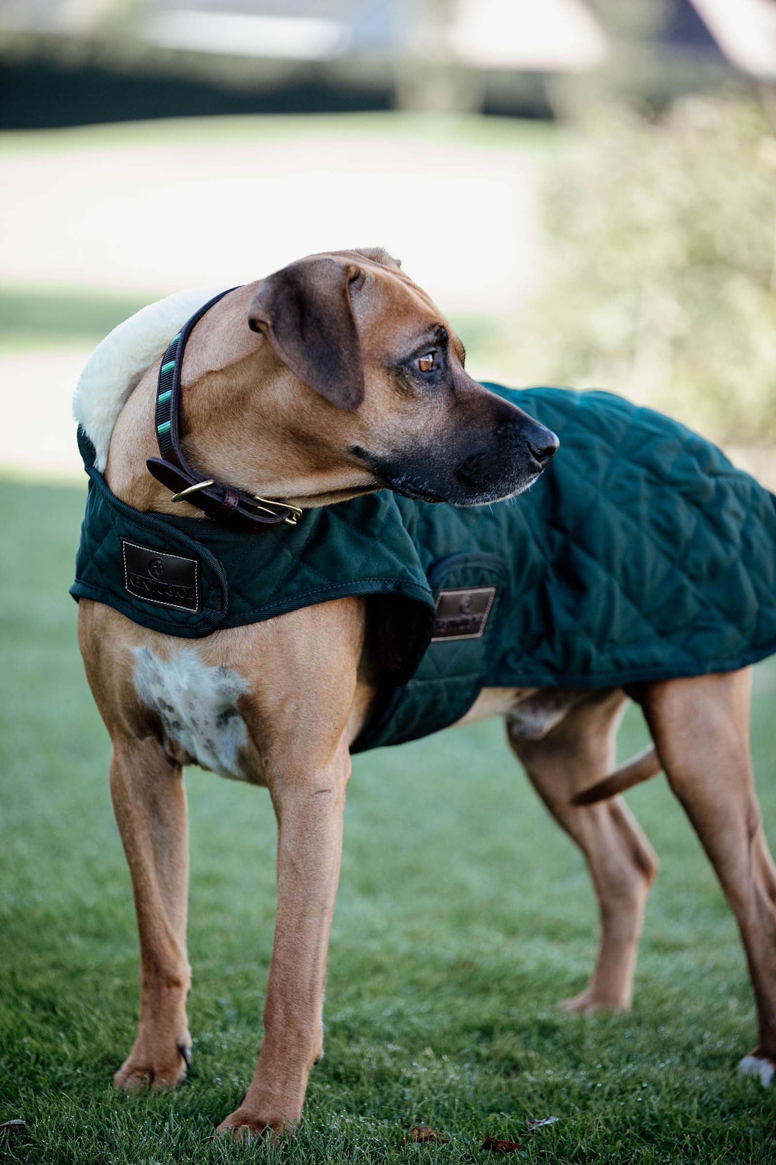 Kentucky Dogwear kutyakabát vízálló Kutya