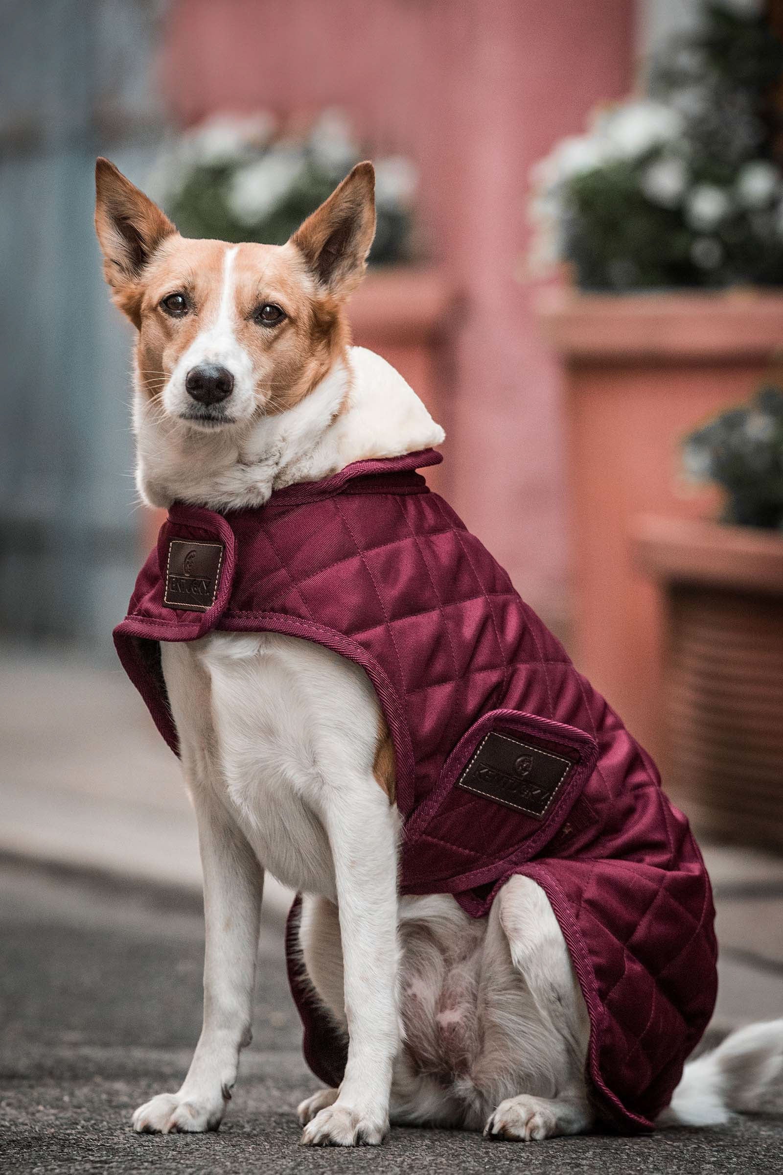 Kentucky Dogwear kutyakabát vízálló Kutya