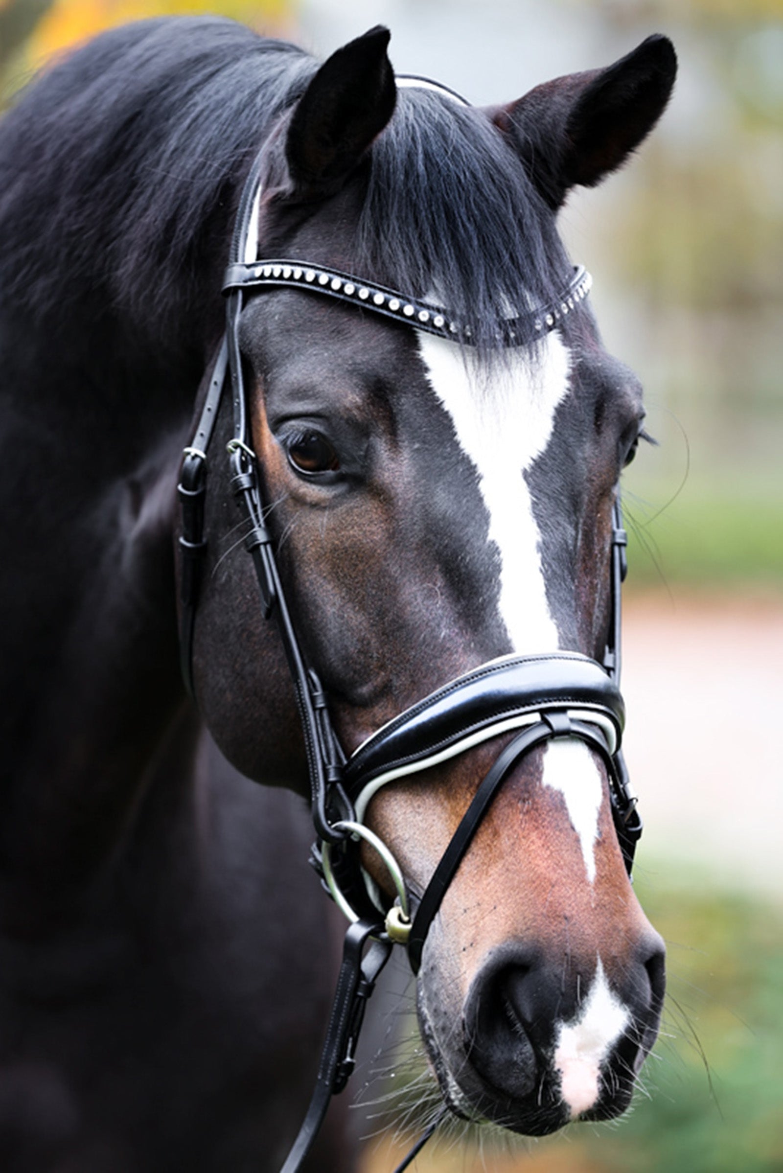 Kavalkade Charlotte Dressage Bridle Crank Noseband Bridles & Reins