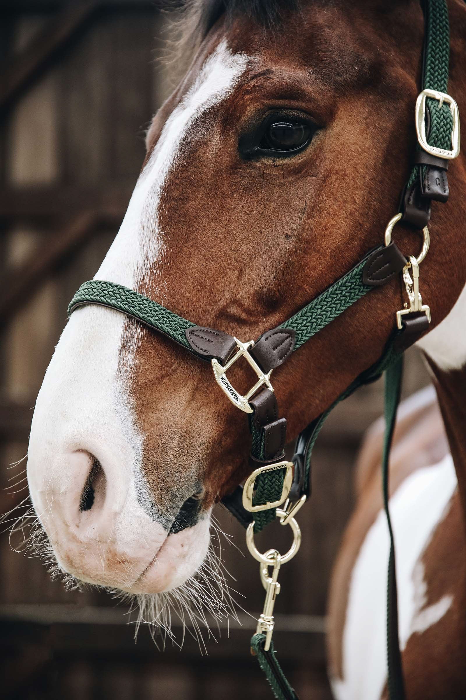 Kentucky Horsewear Kentucky Plaited Nylon Halter Halters & Leads