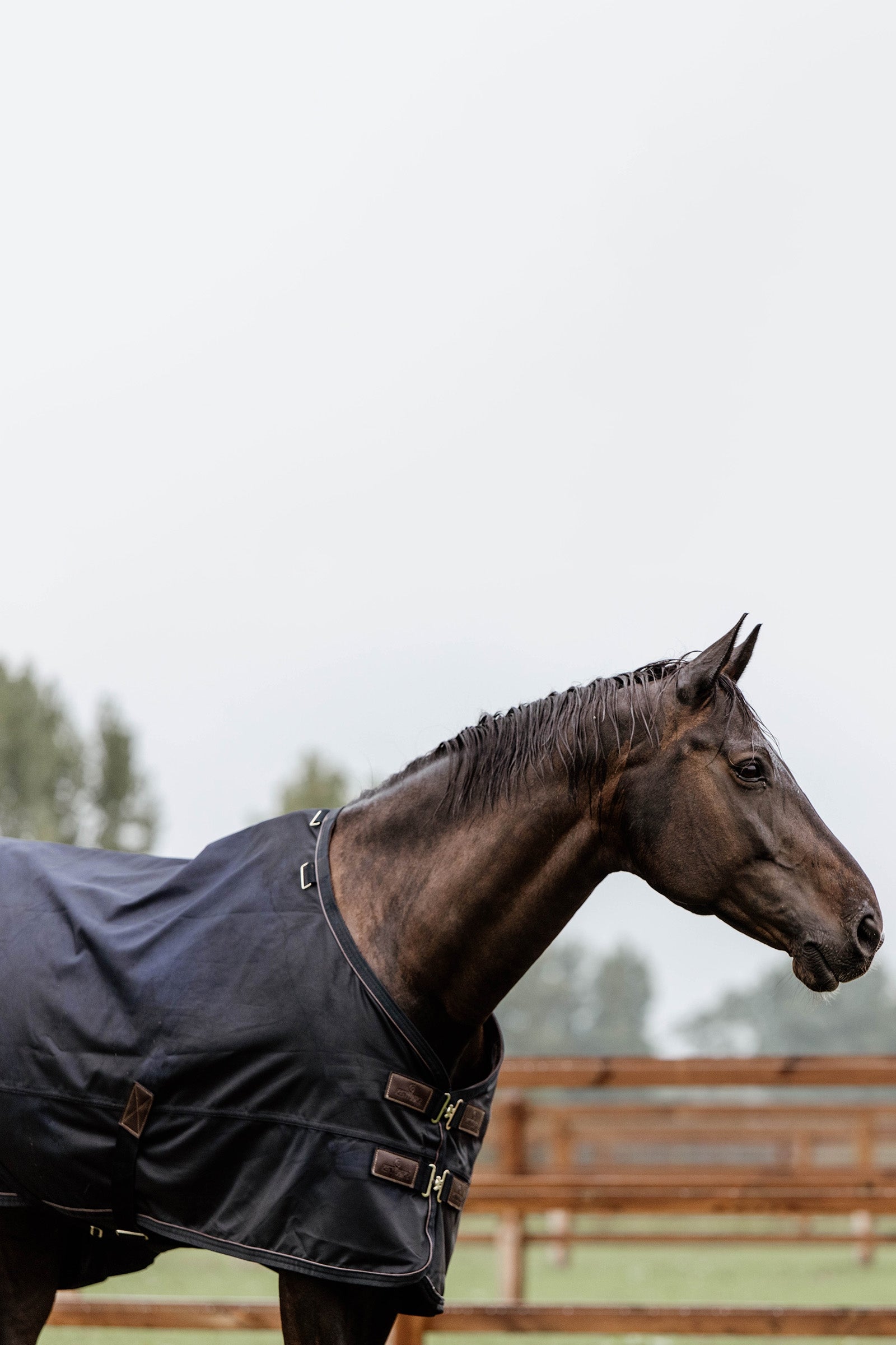 Kentucky Horsewear Turnout Rug All Weather, 300g Horse Rugs