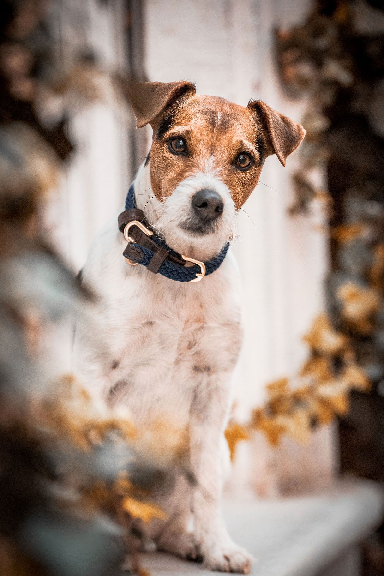 Kentucky Dogwear fonott nylon nyakörv Kutya