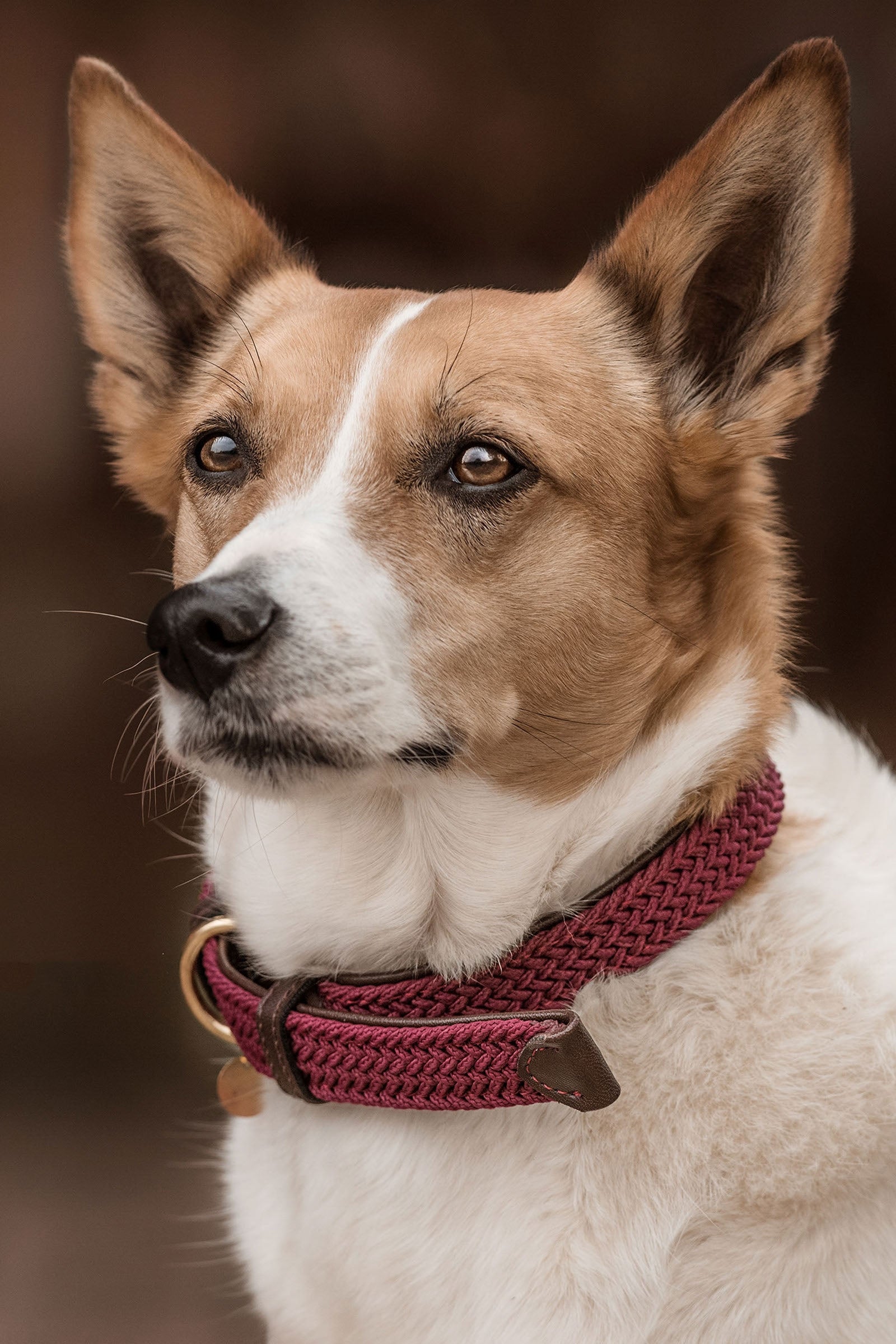 Kentucky Dogwear fonott nylon nyakörv Kutya