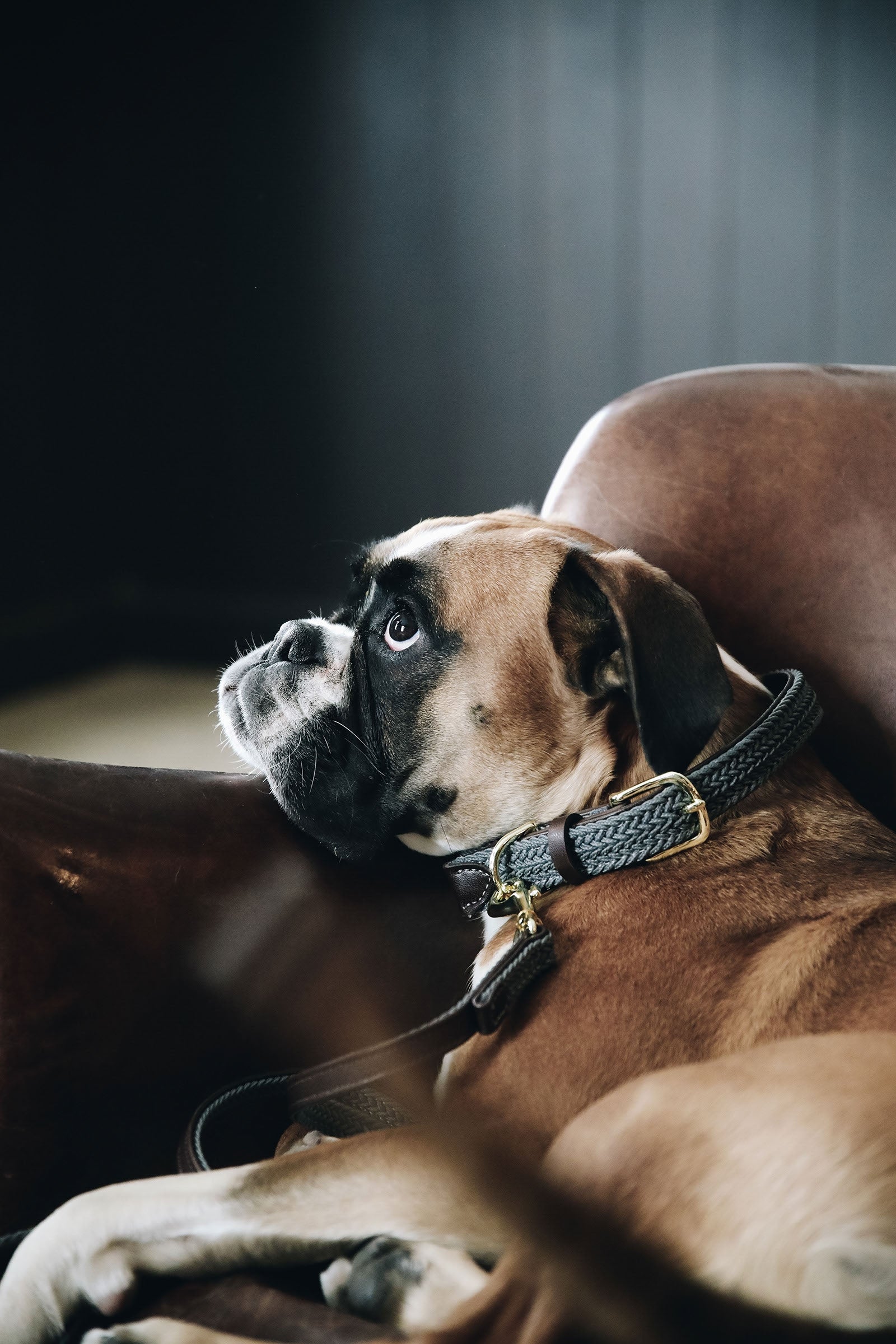 Kentucky Dogwear fonott nylon nyakörv Kutya