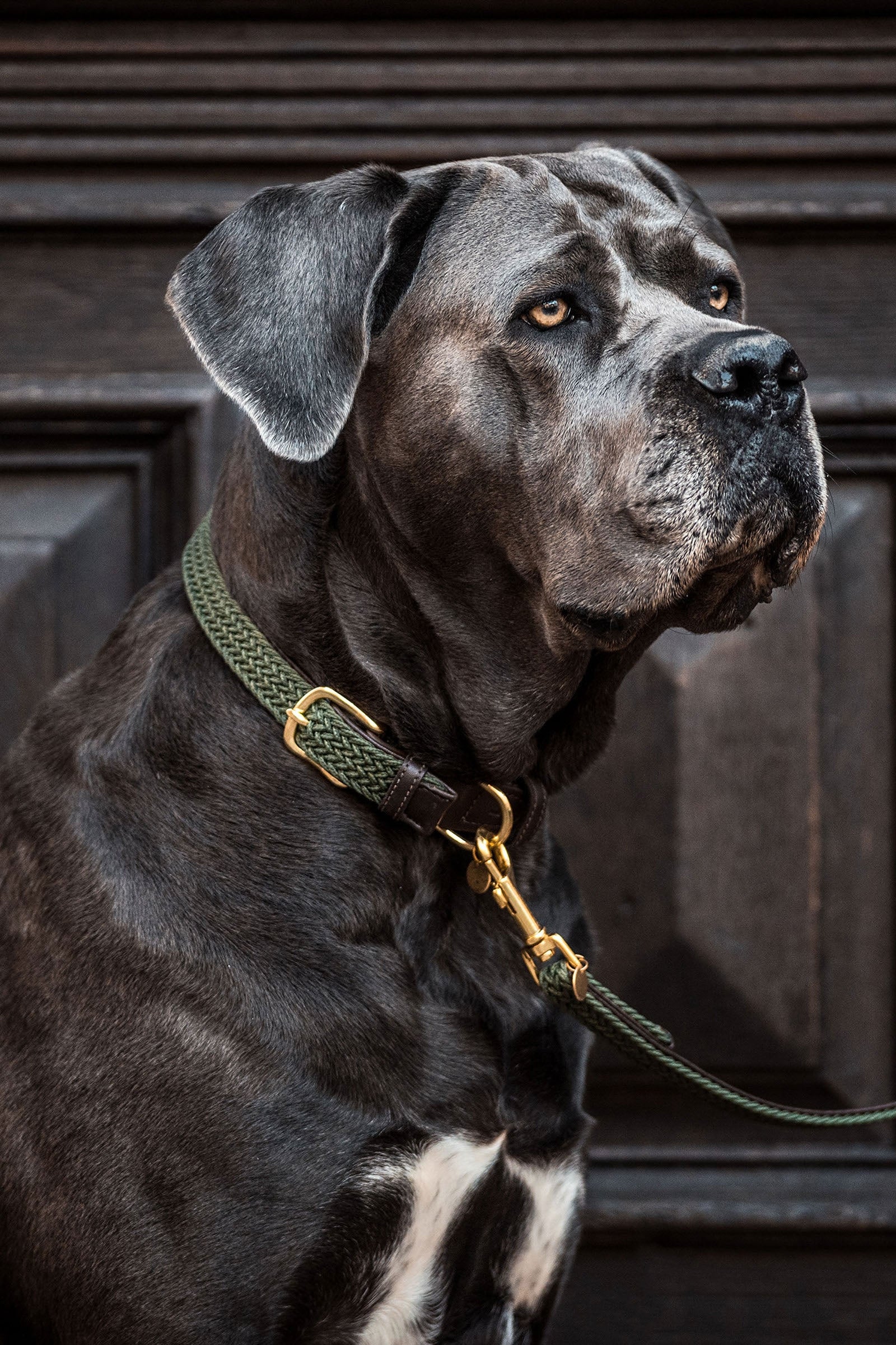 Kentucky Dogwear fonott nylon nyakörv Kutya